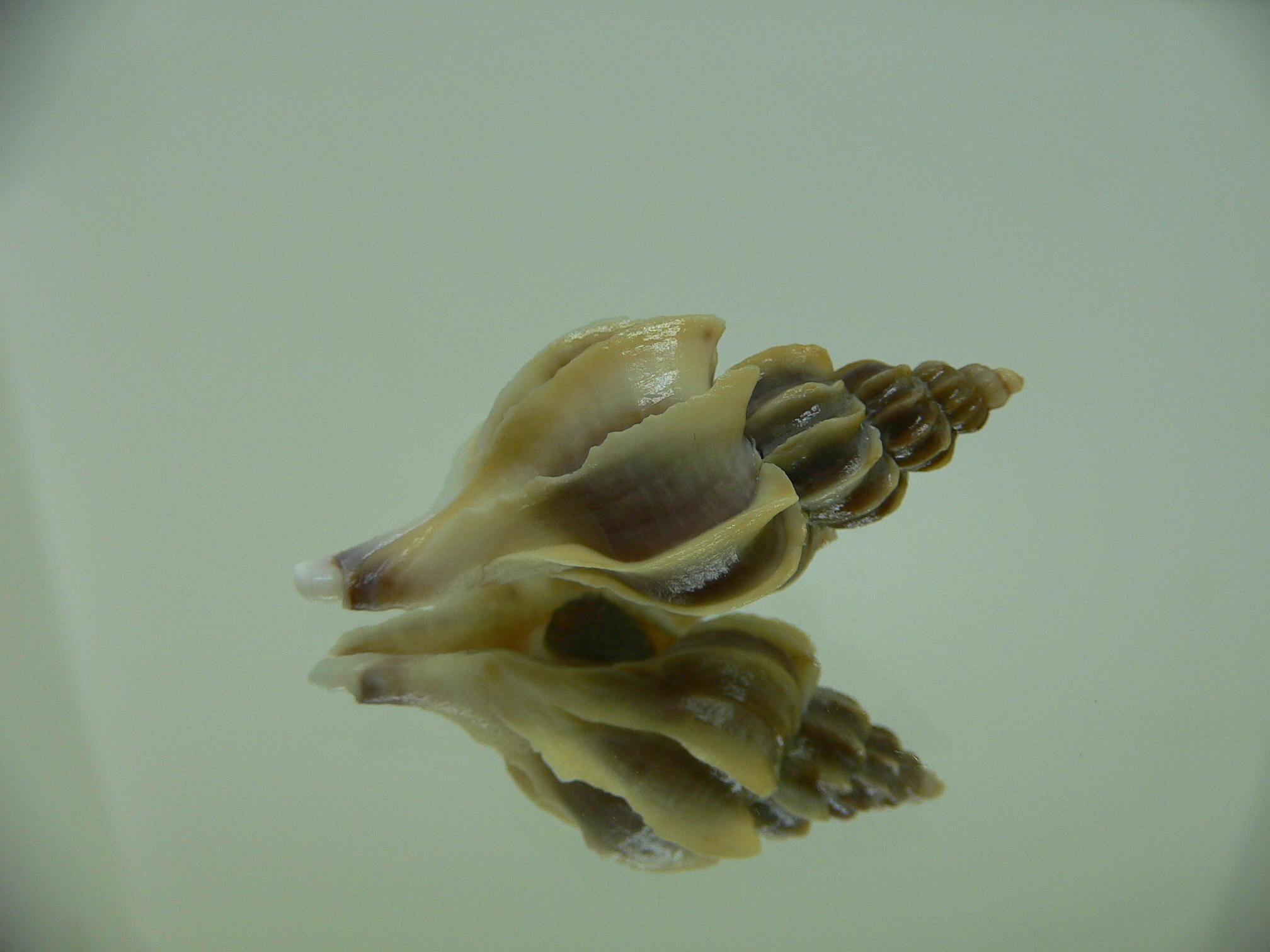 Boreotrophon candelabrum COLOR