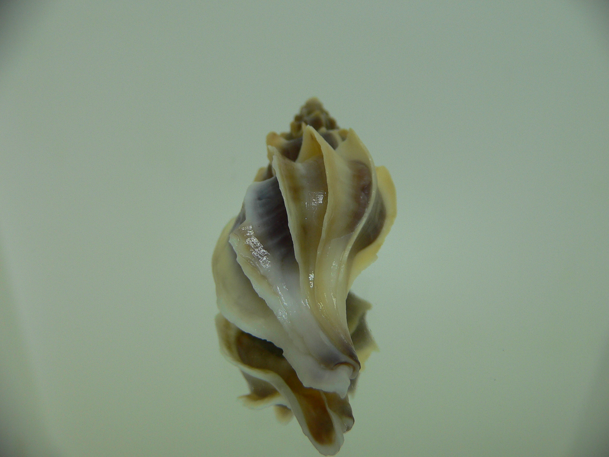 Boreotrophon candelabrum COLOR