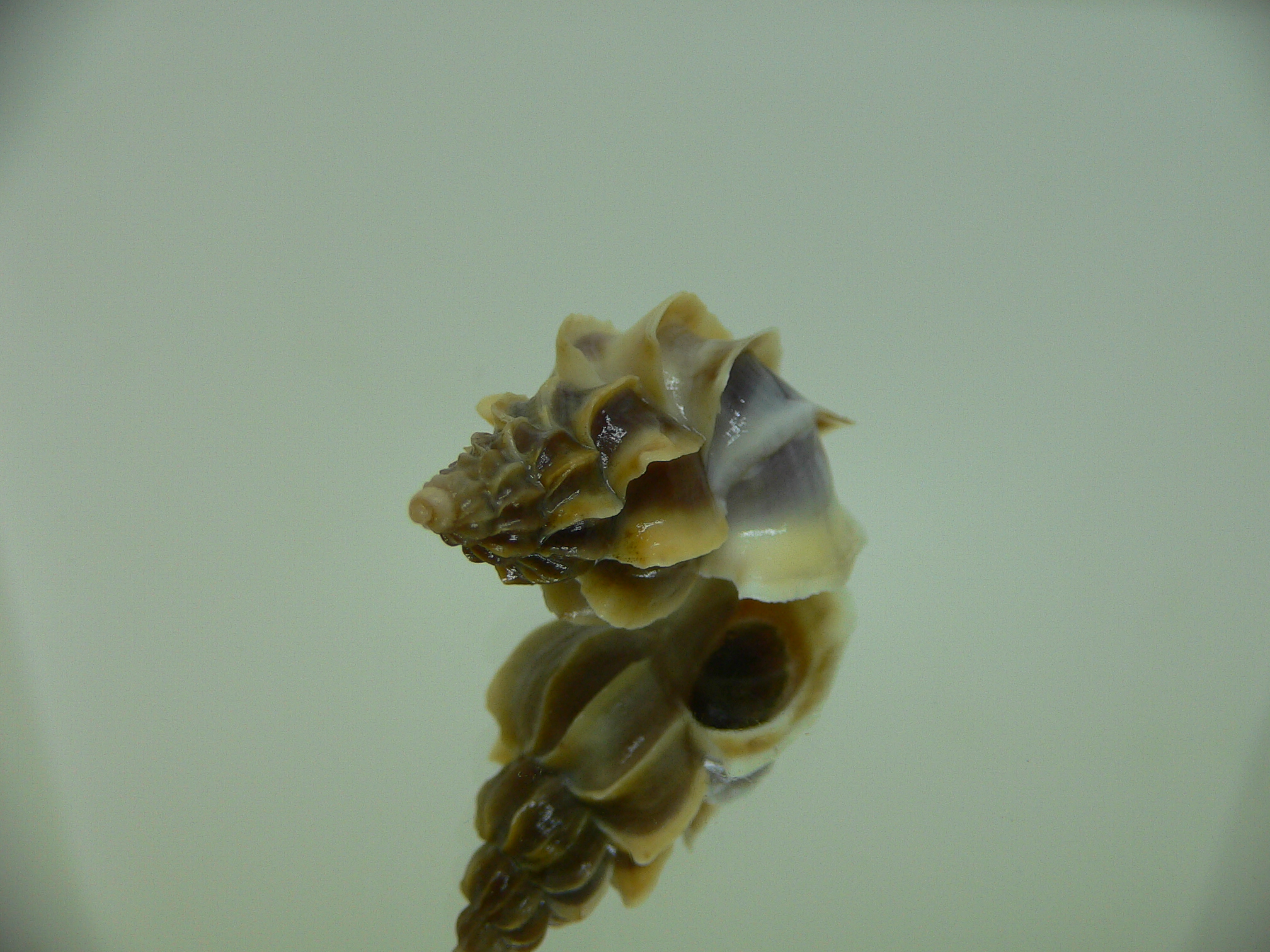 Boreotrophon candelabrum COLOR