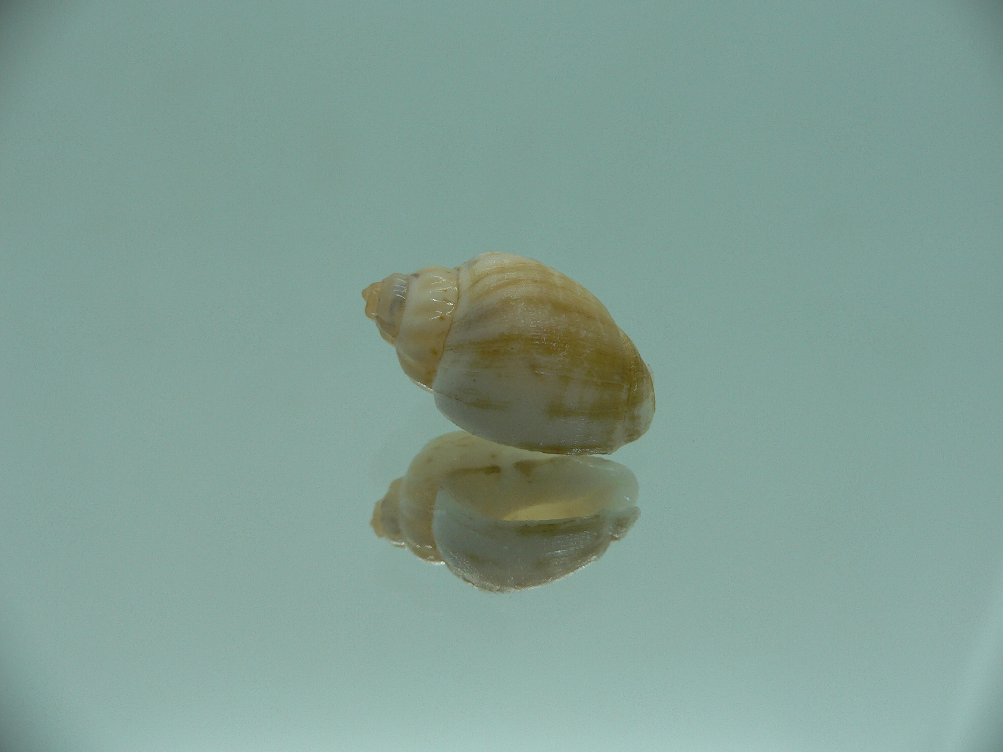 Nassodonta dorri (Oligohalinophila dorri) MIXED COLOR & VERY BIG