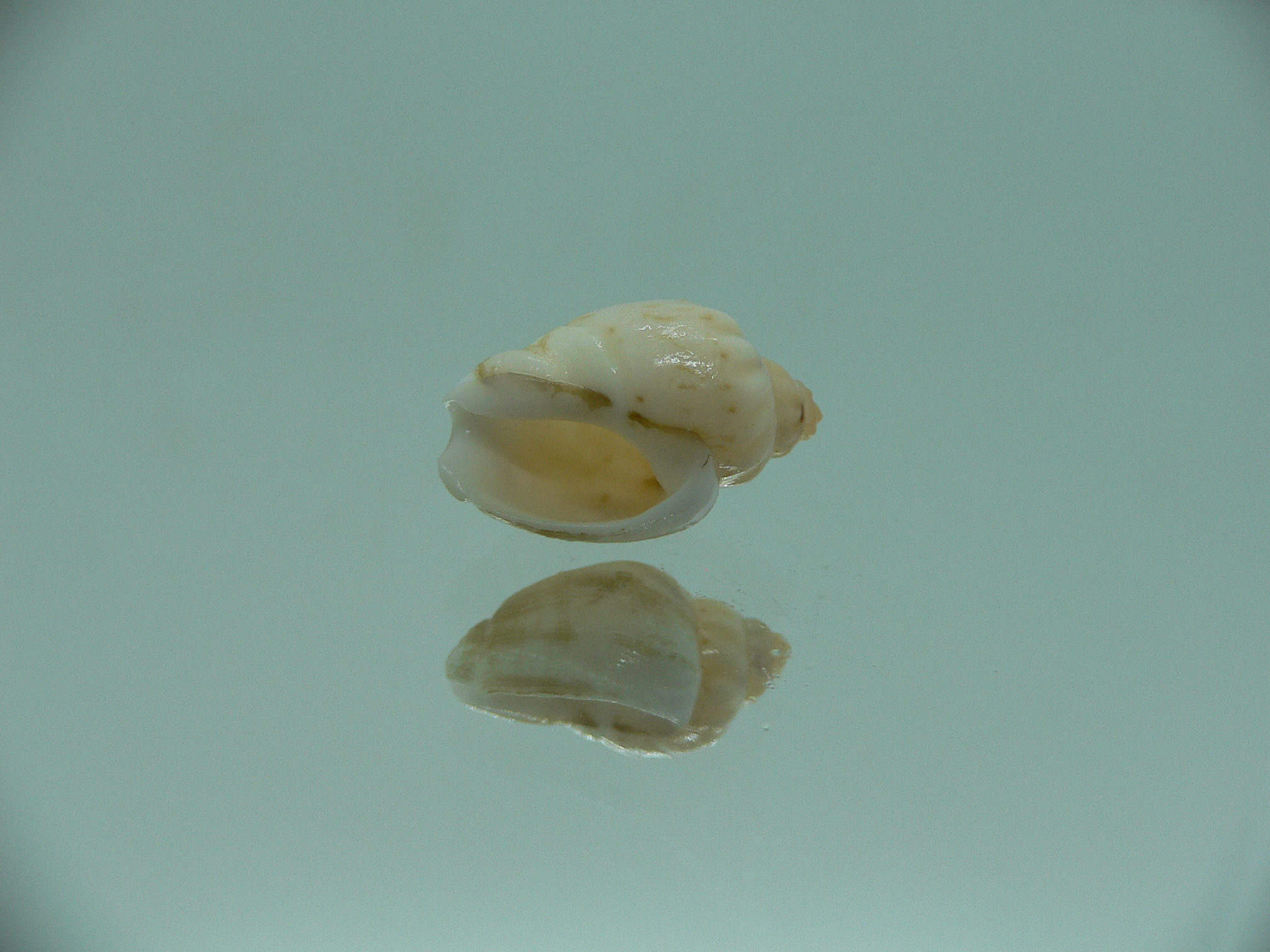 Nassodonta dorri (Oligohalinophila dorri) MIXED COLOR & VERY BIG