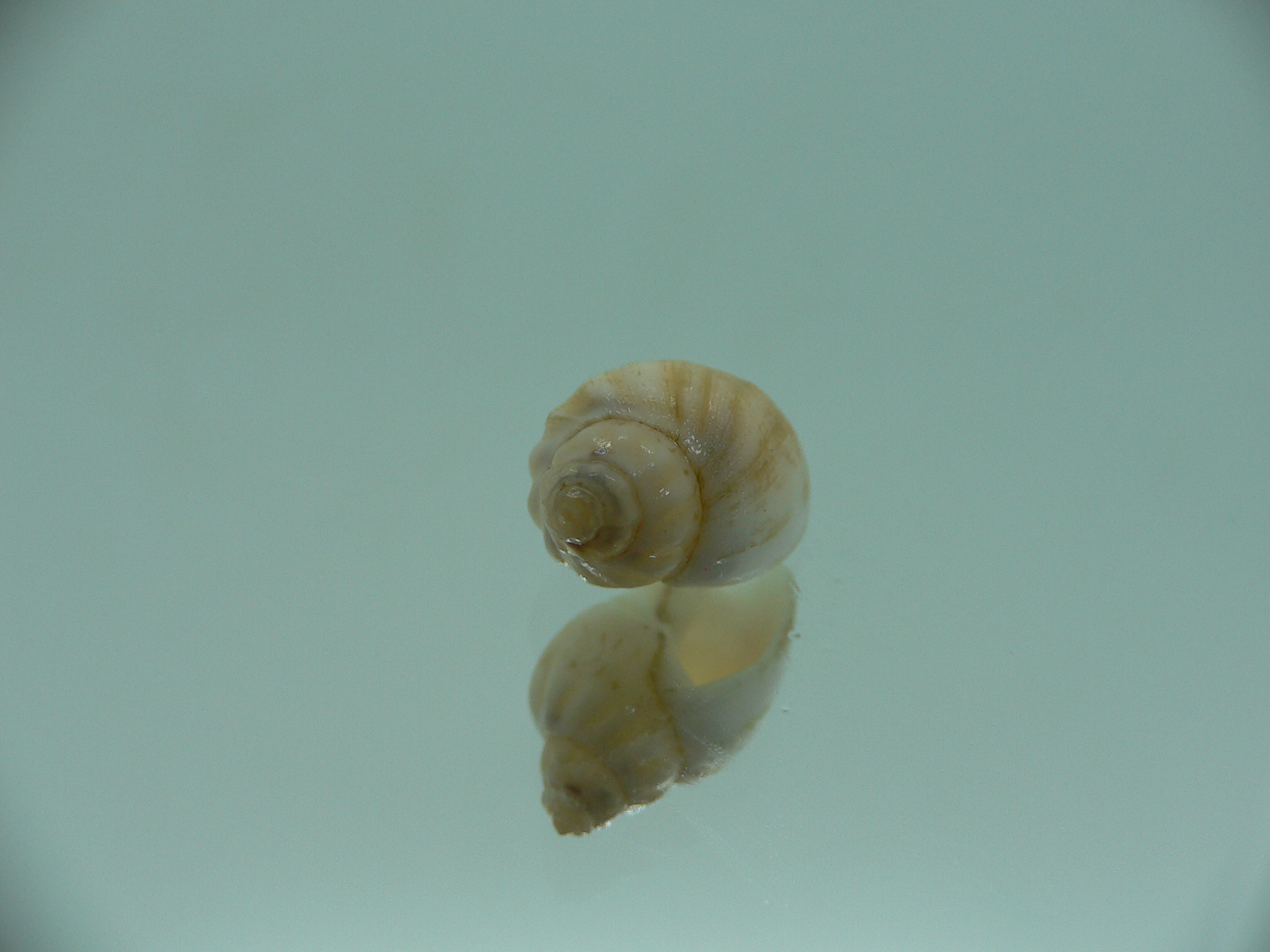 Nassodonta dorri (Oligohalinophila dorri) MIXED COLOR & VERY BIG