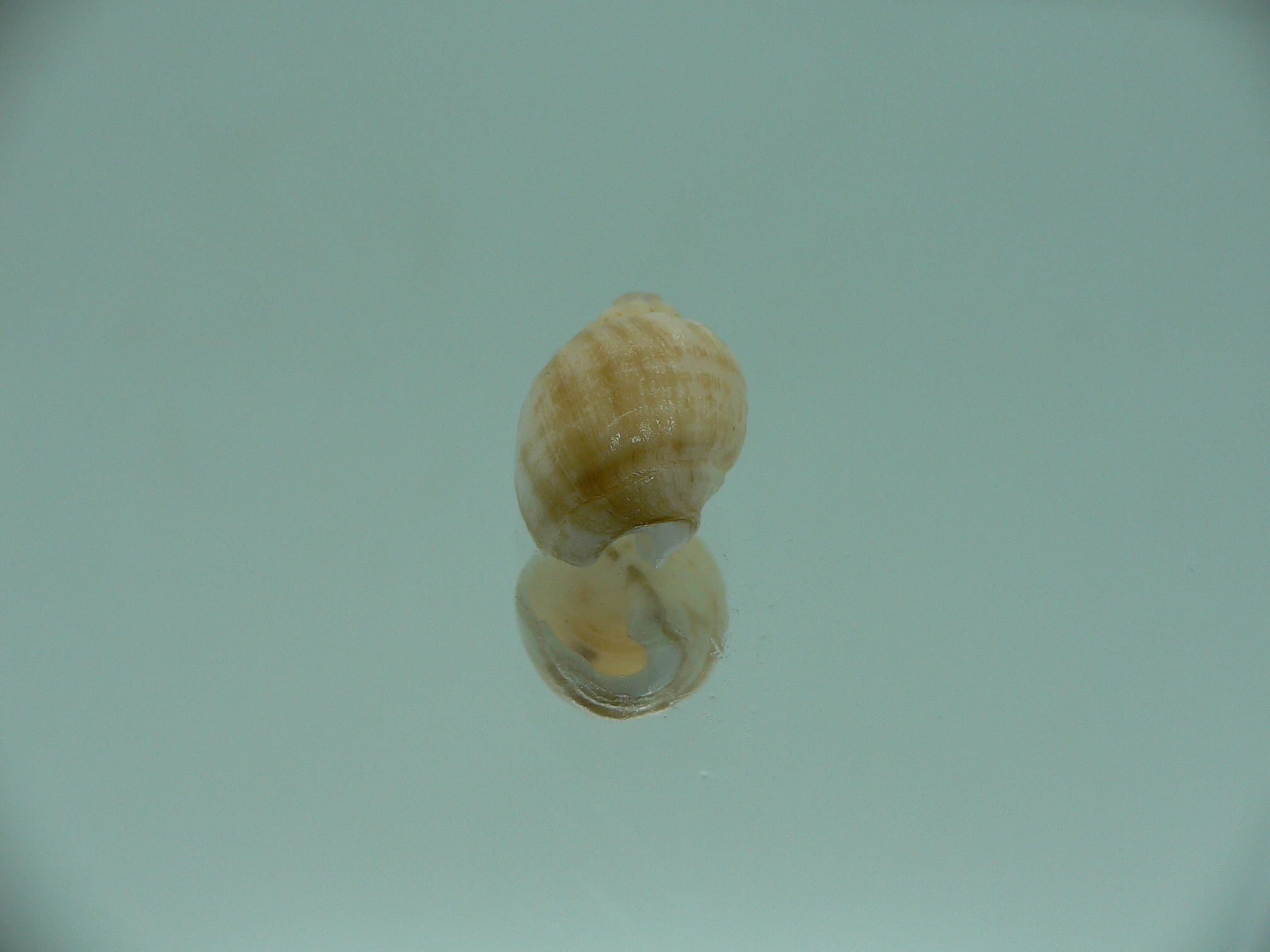 Nassodonta dorri (Oligohalinophila dorri) MIXED COLOR & VERY BIG