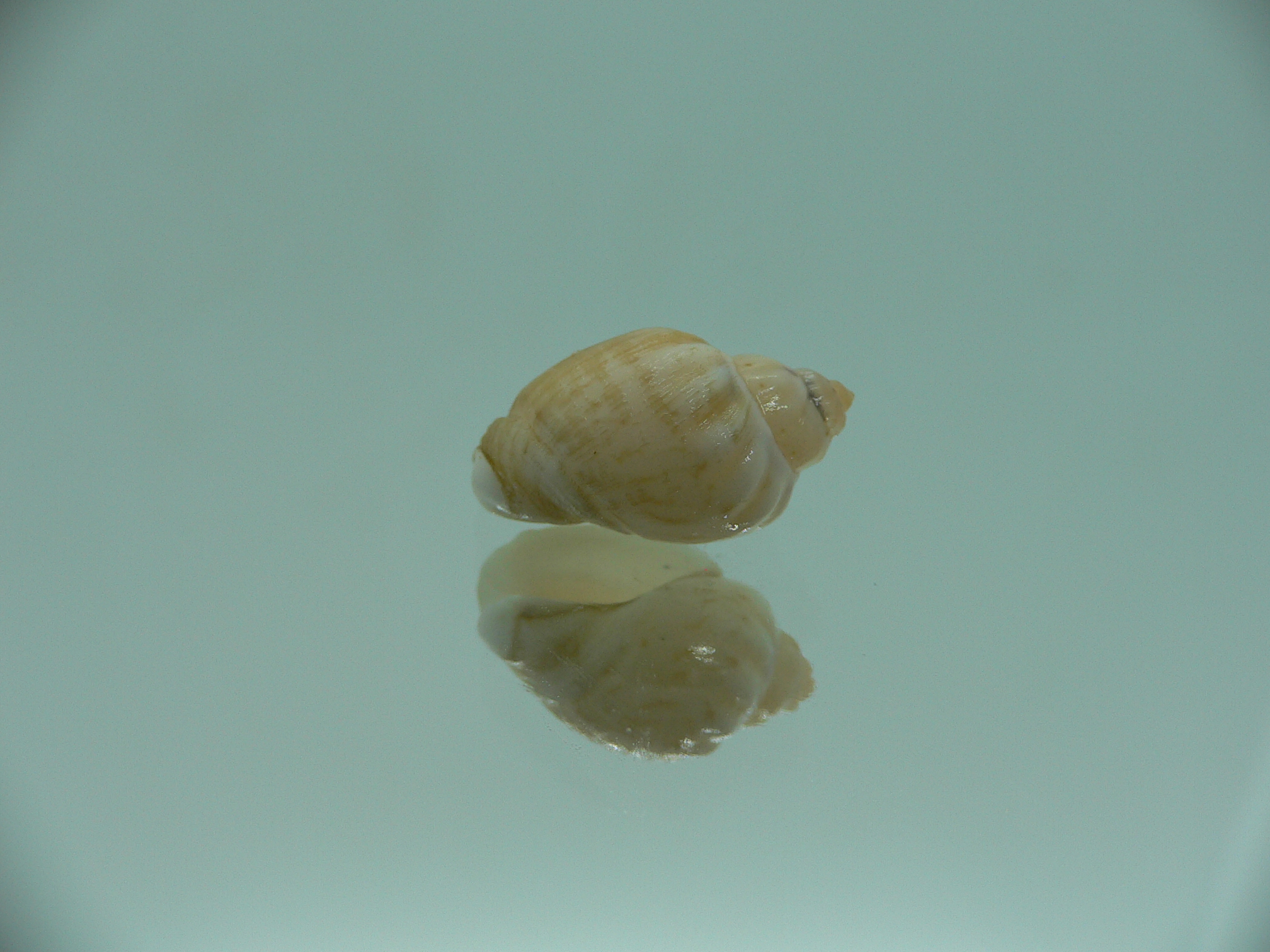 Nassodonta dorri (Oligohalinophila dorri) MIXED COLOR & VERY BIG