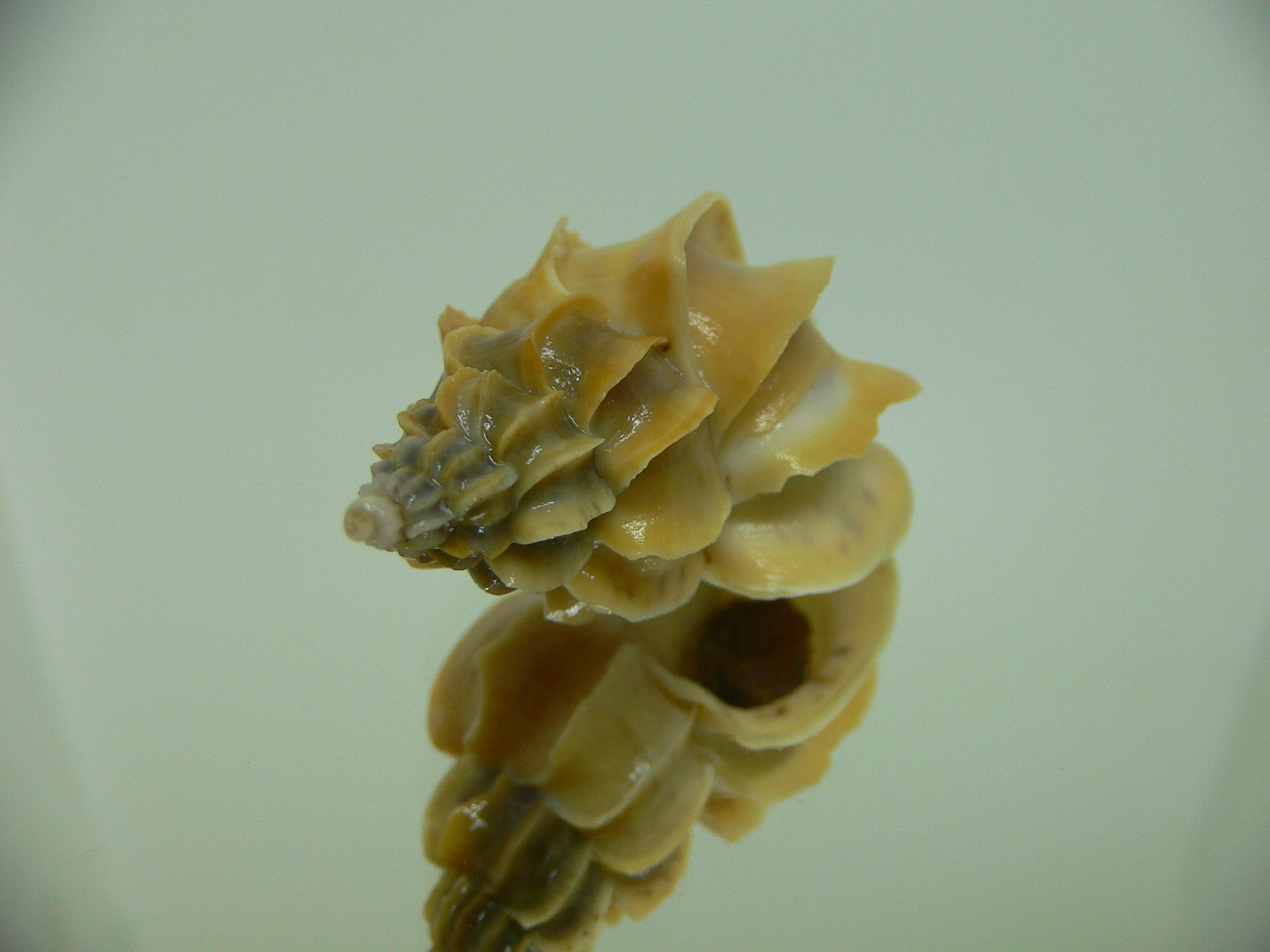 Boreotrophon candelabrum BIG & YELLOW