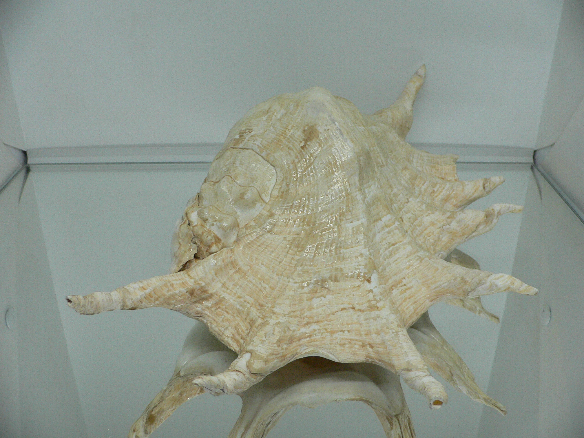 Lambis truncata BIG & RARE