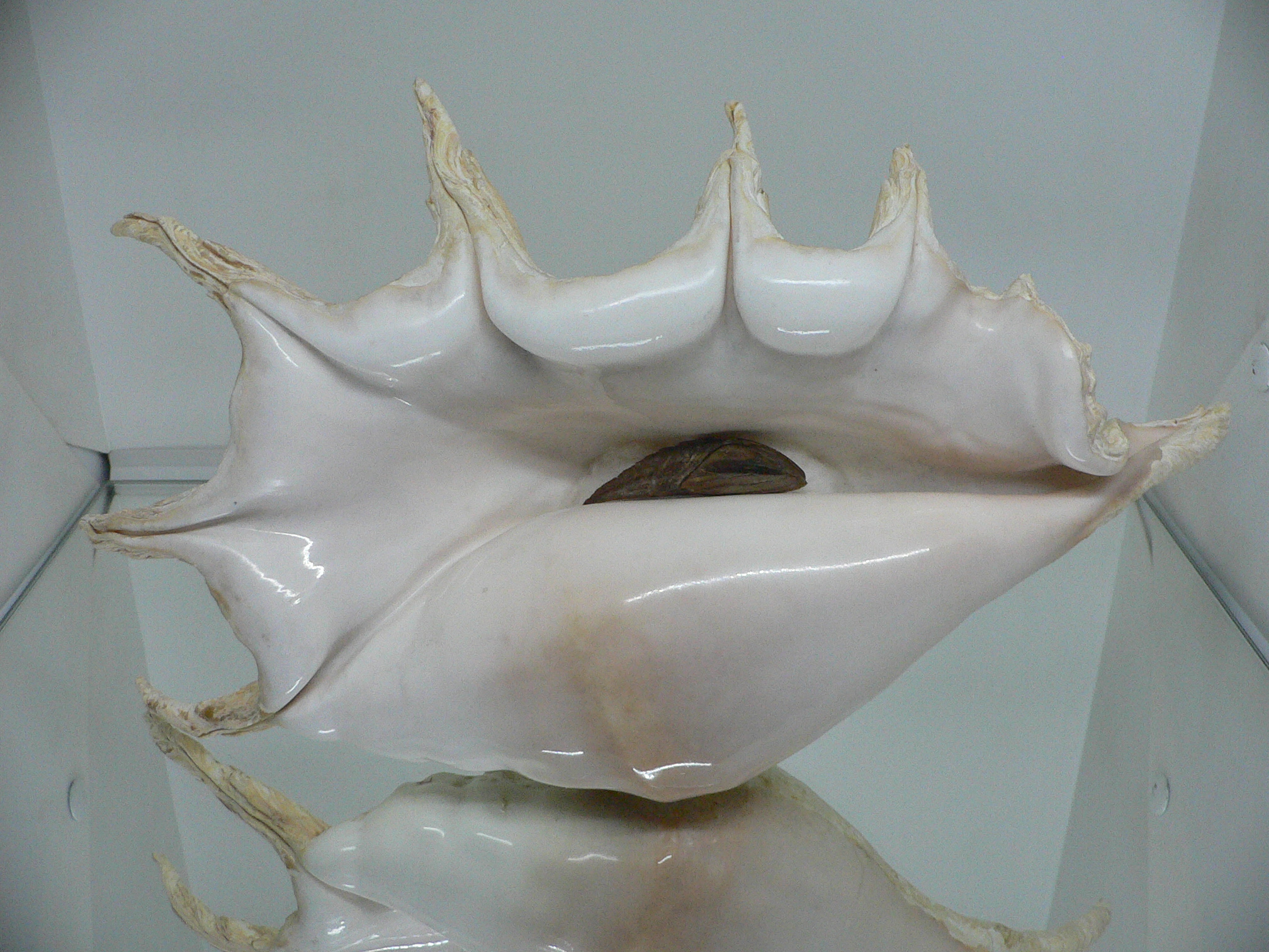 Lambis truncata BIG & RARE