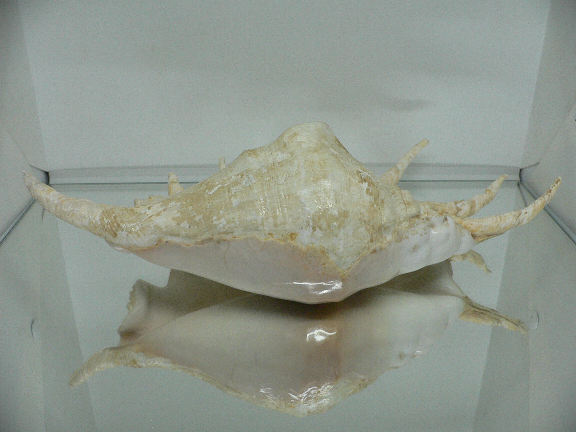 Lambis truncata BIG & RARE