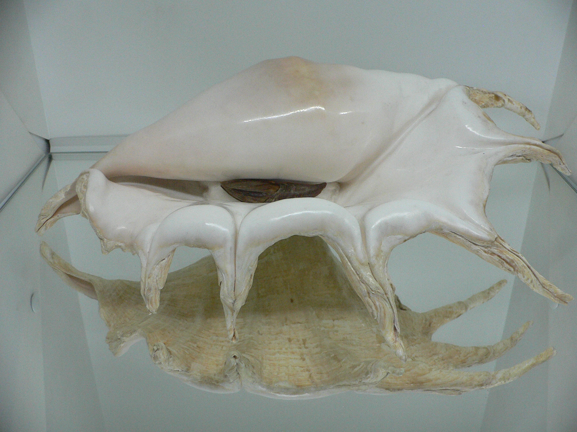 Lambis truncata BIG & RARE