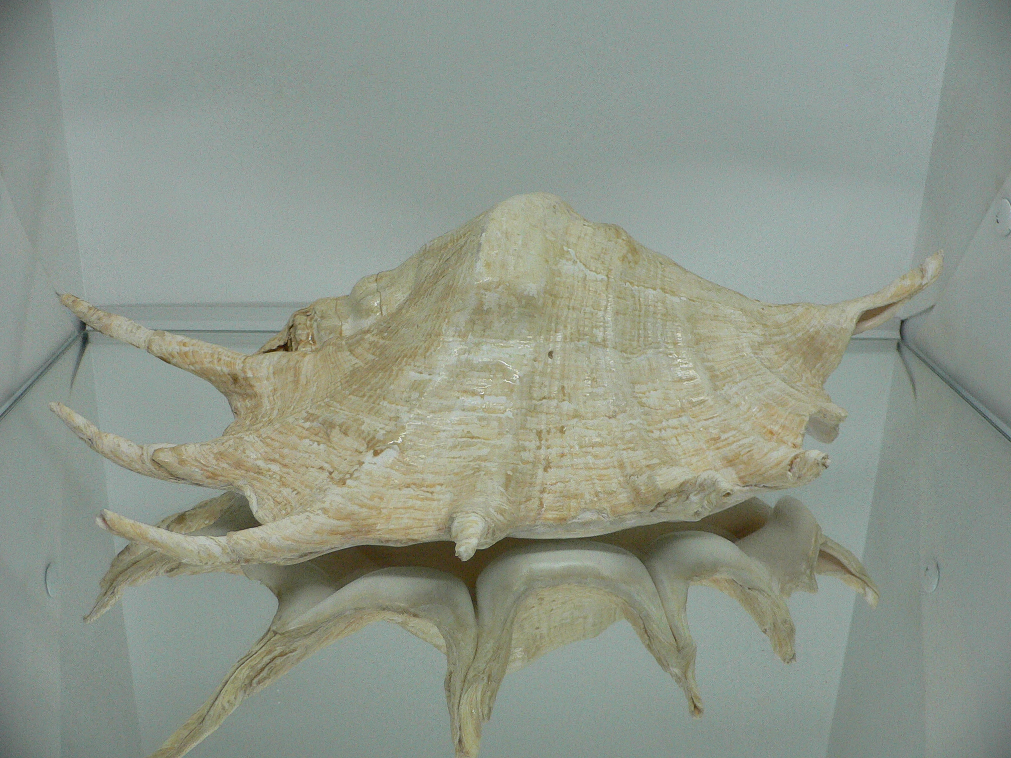 Lambis truncata BIG & RARE