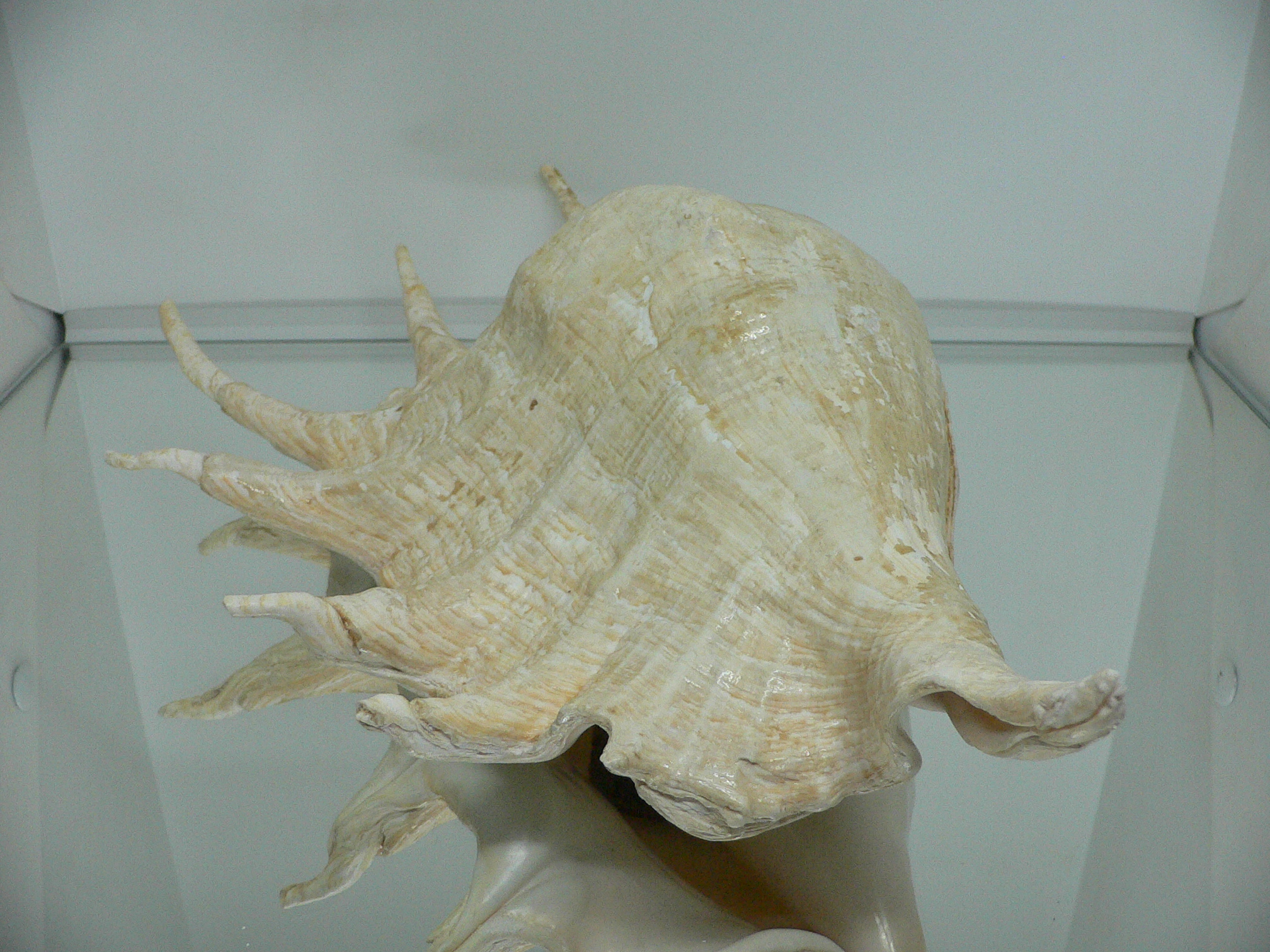 Lambis truncata BIG & RARE