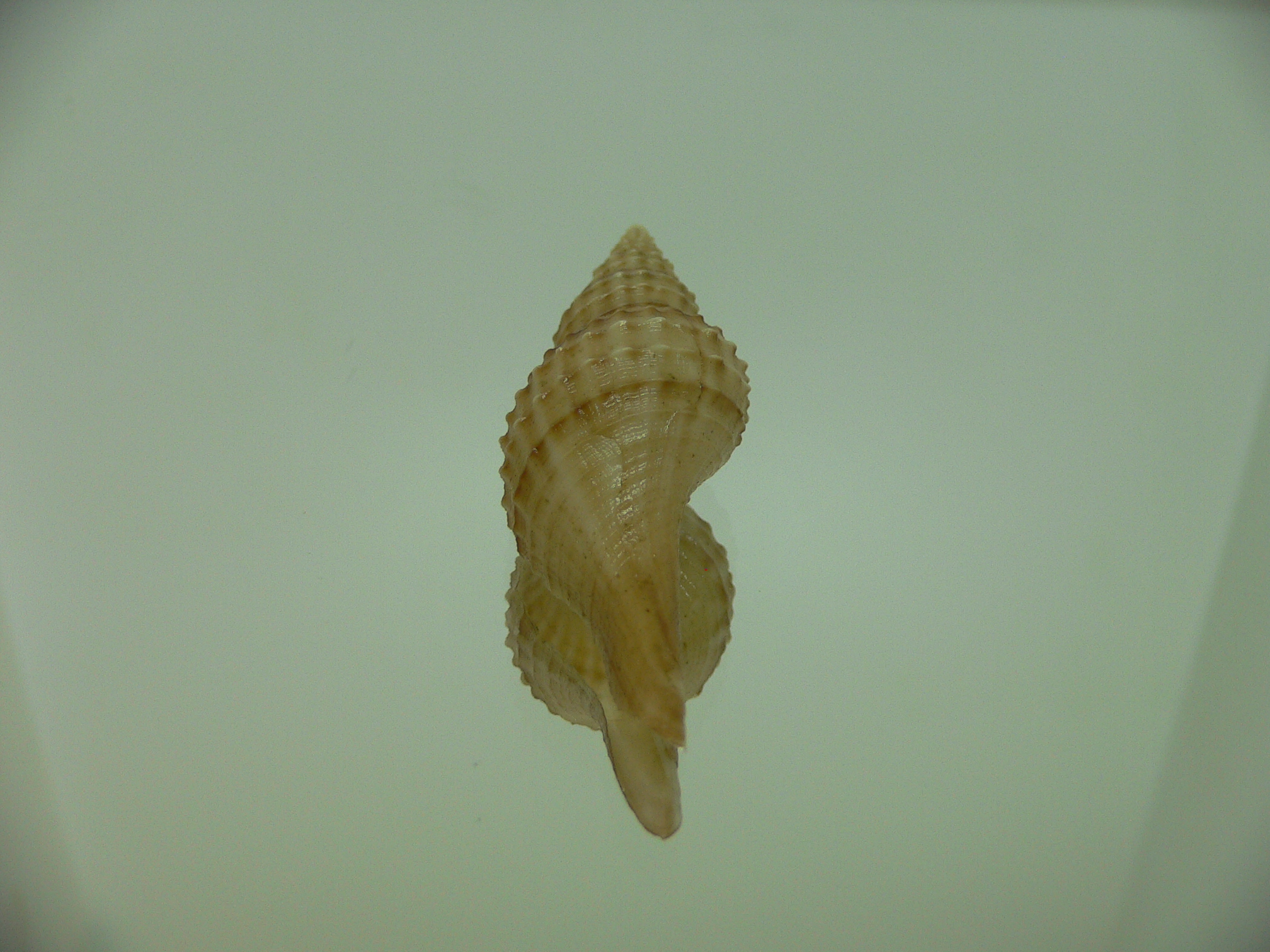 Granulifusus hayashii BEIGE