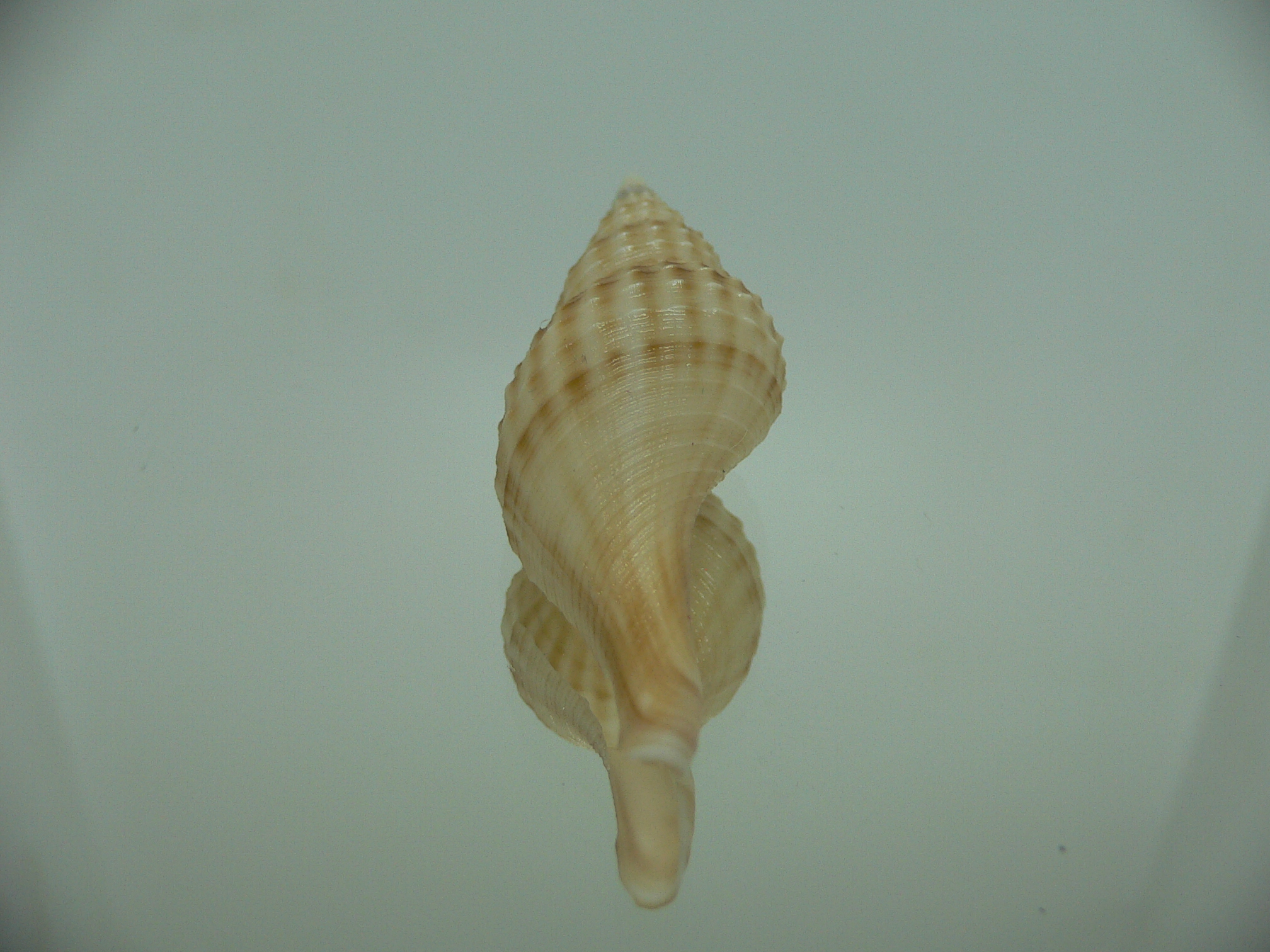 Granulifusus hayashii BEIGE