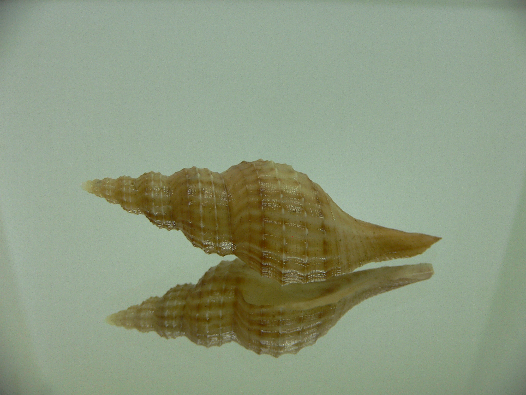 Granulifusus hayashii BEIGE