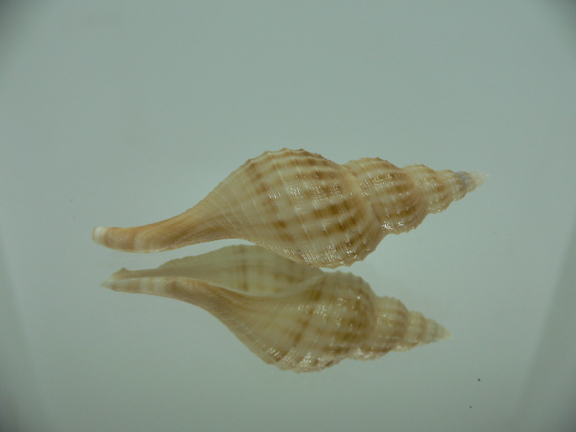 Granulifusus hayashii BEIGE