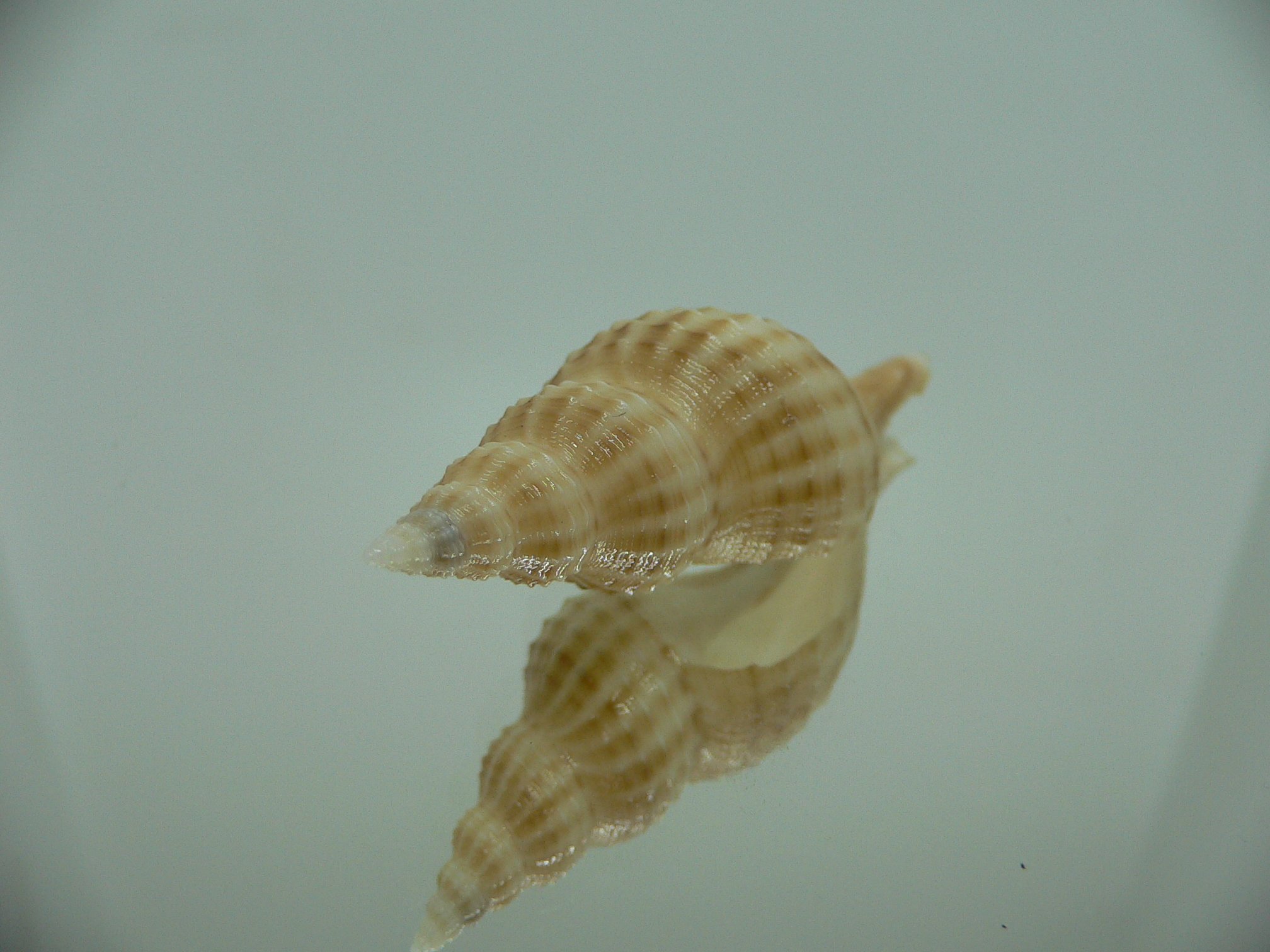 Granulifusus hayashii BEIGE