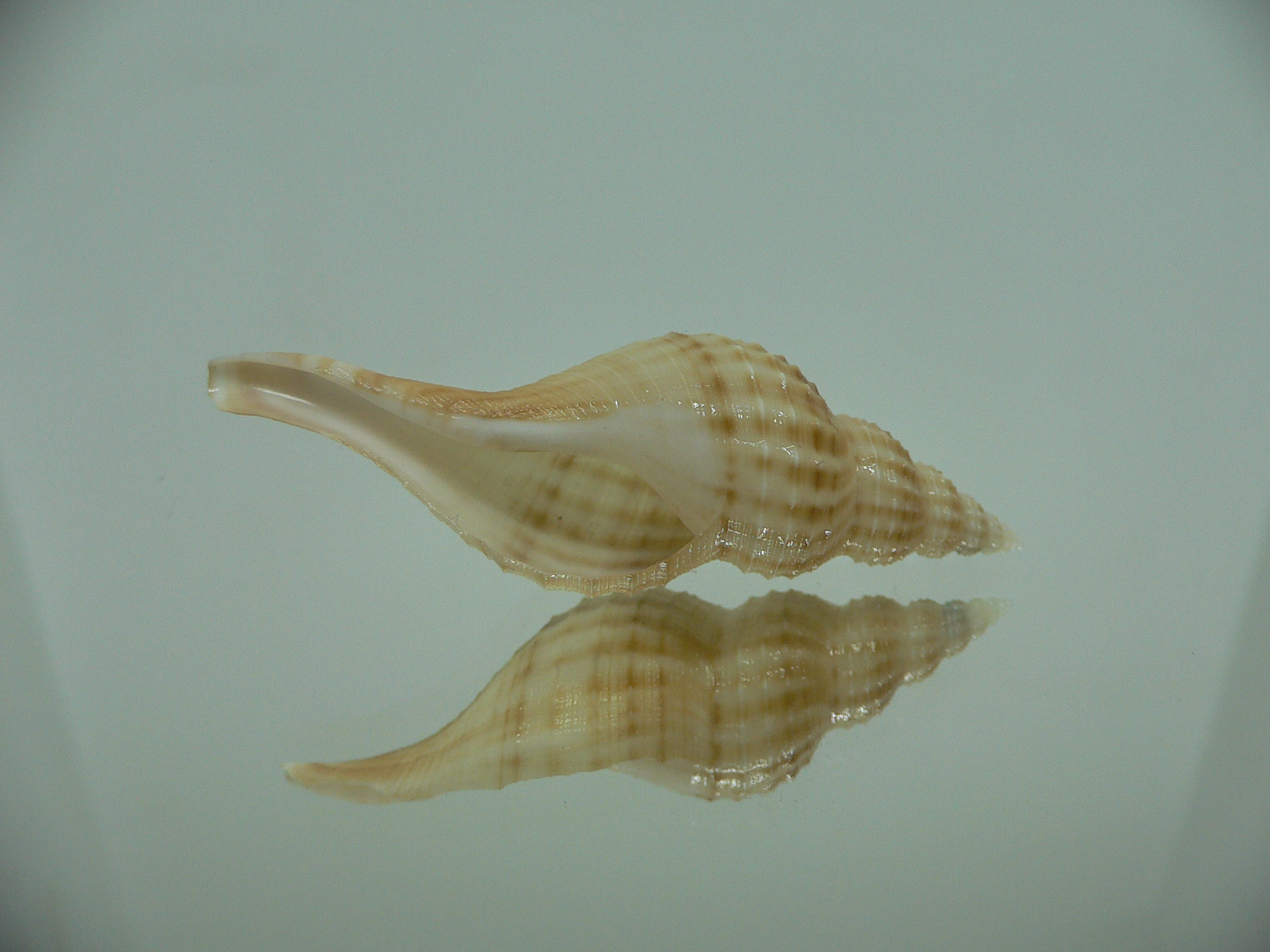 Granulifusus hayashii BEIGE