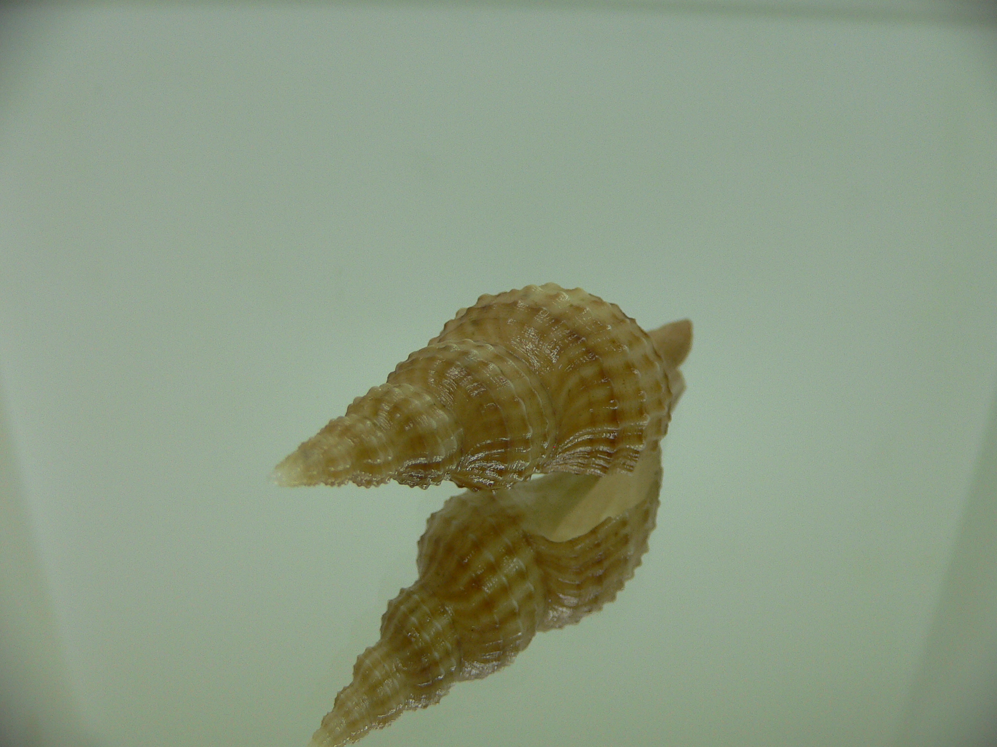 Granulifusus hayashii BEIGE