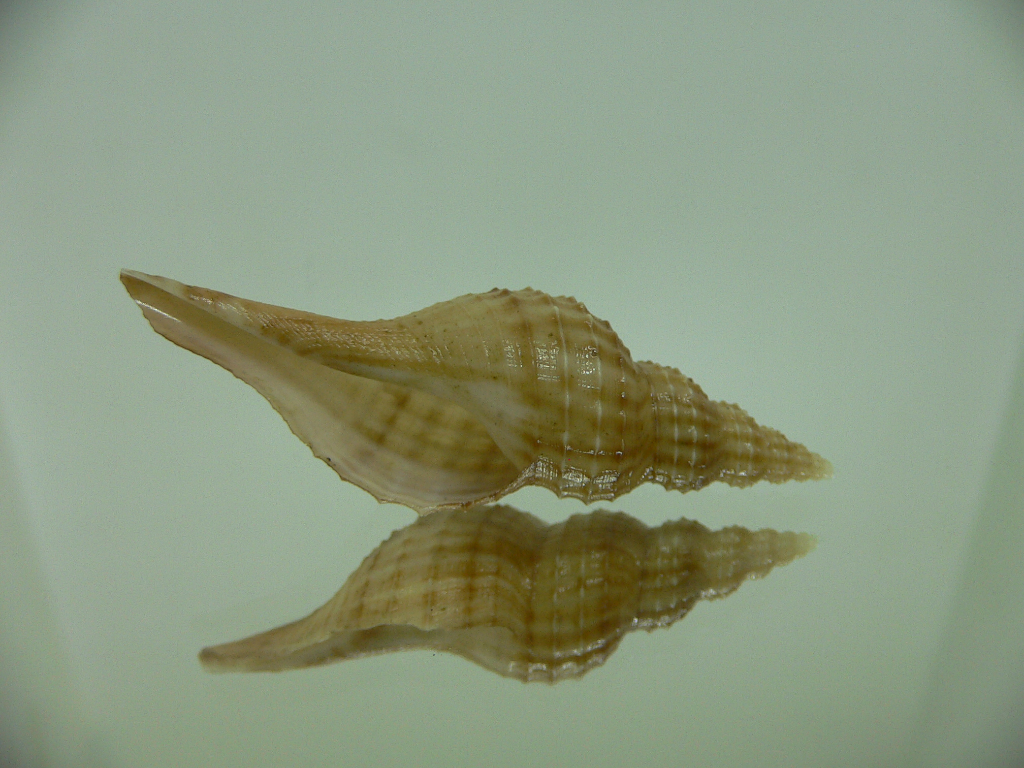 Granulifusus hayashii BEIGE