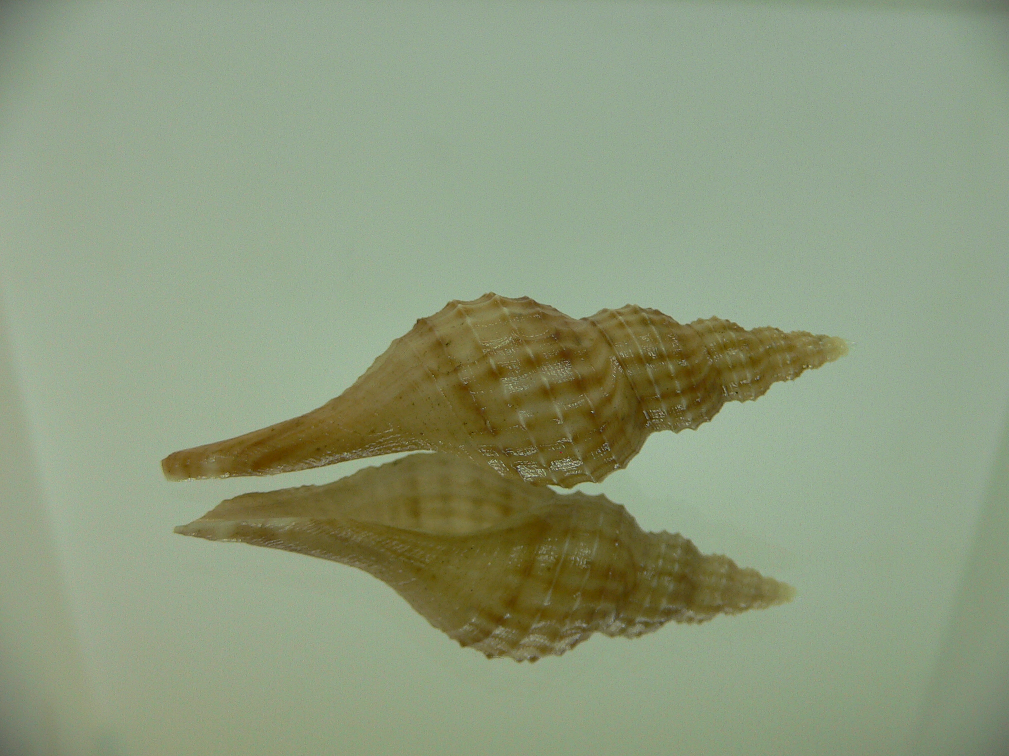 Granulifusus hayashii BEIGE