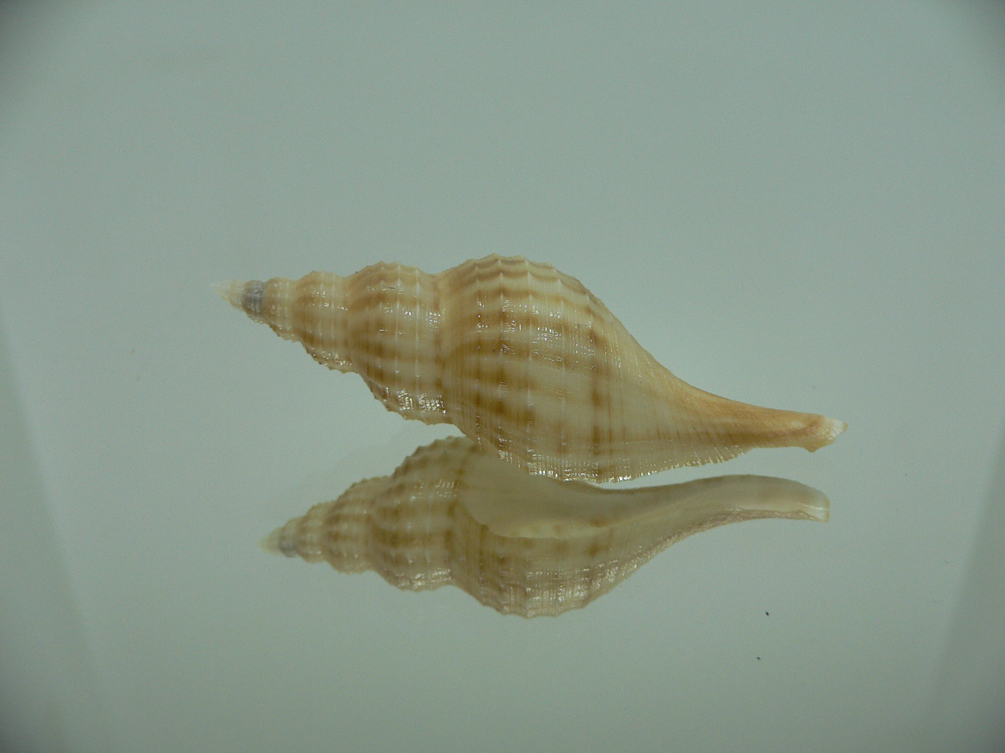 Granulifusus hayashii BEIGE