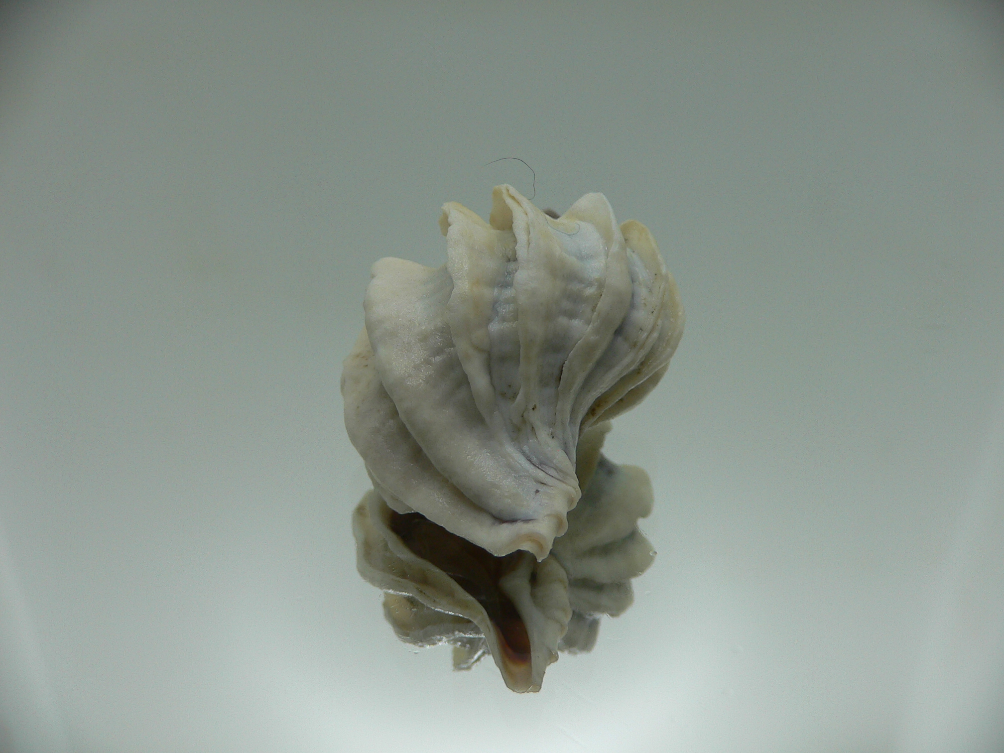 Trophon geversianus lamellosa (var.) BLADES