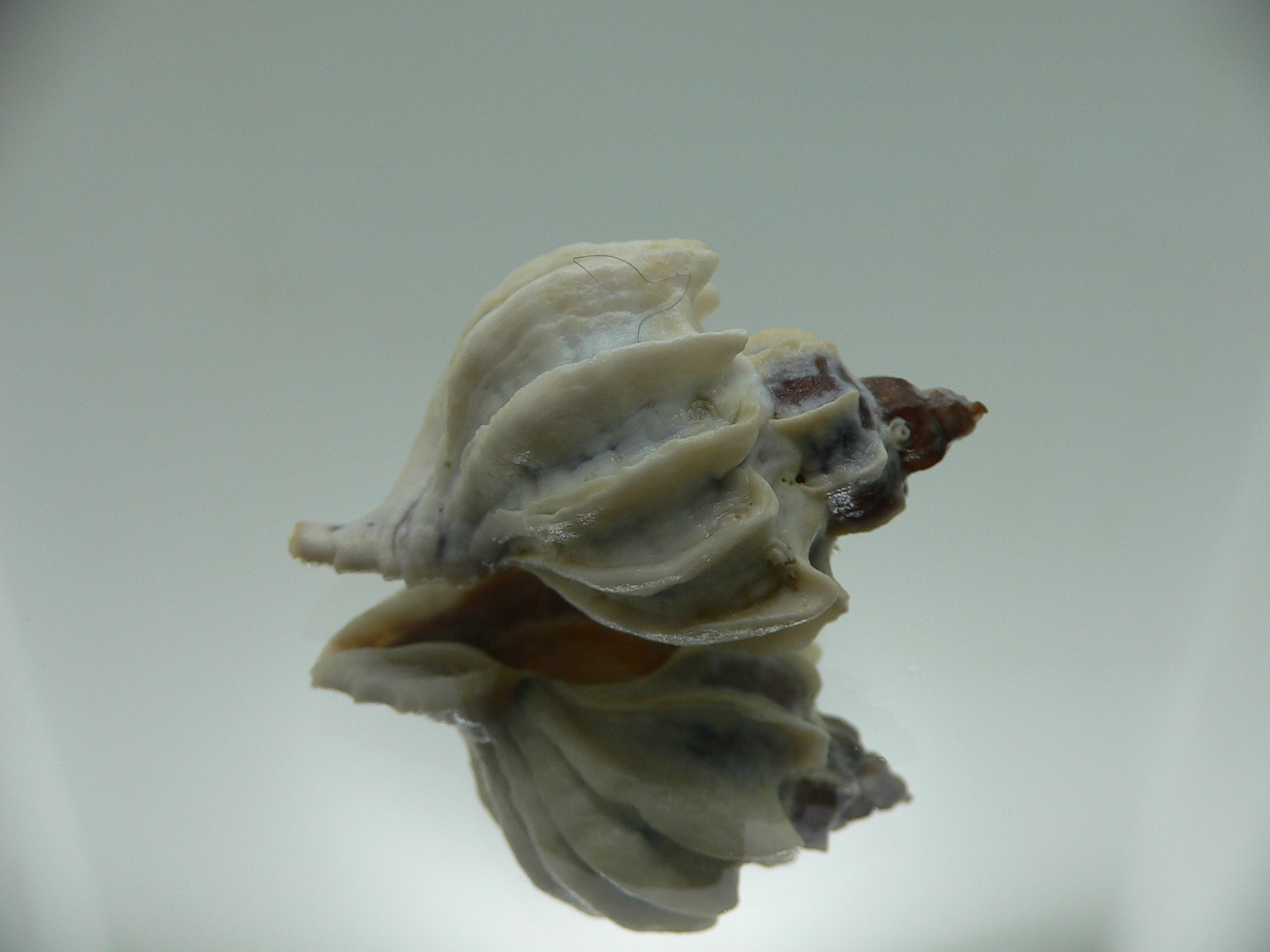 Trophon geversianus lamellosa (var.) BLADES