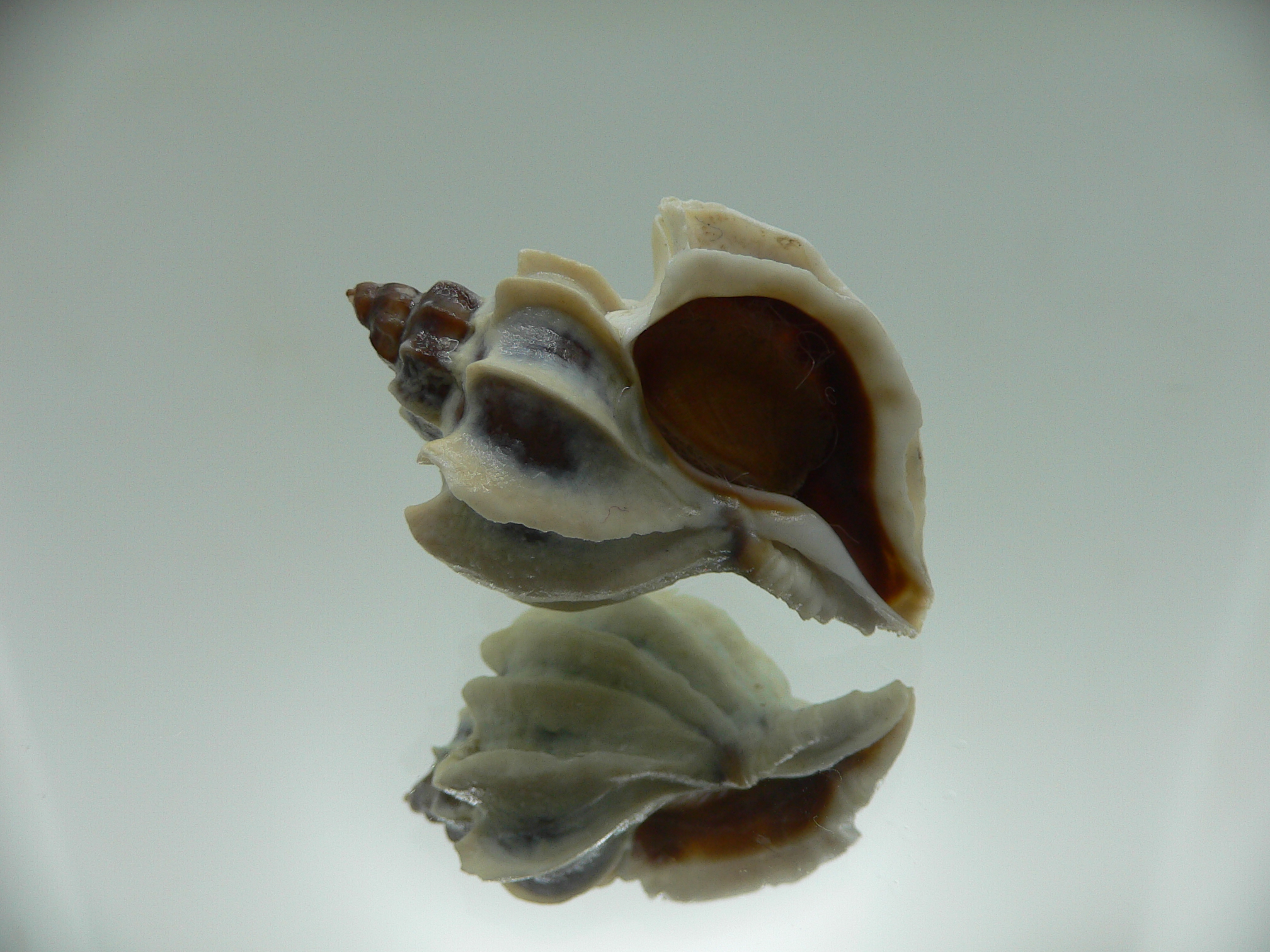 Trophon geversianus lamellosa (var.) BLADES