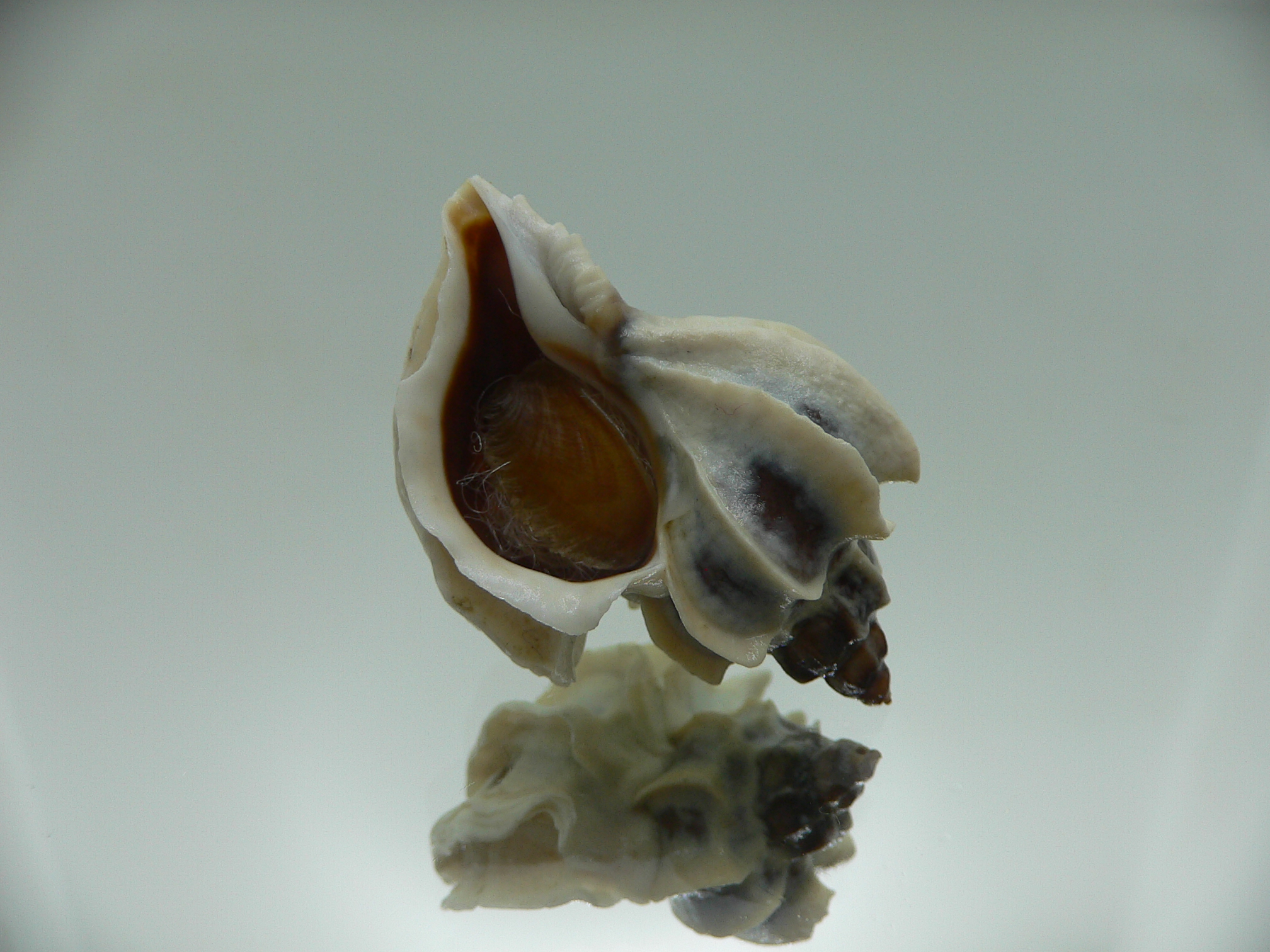 Trophon geversianus lamellosa (var.) BLADES