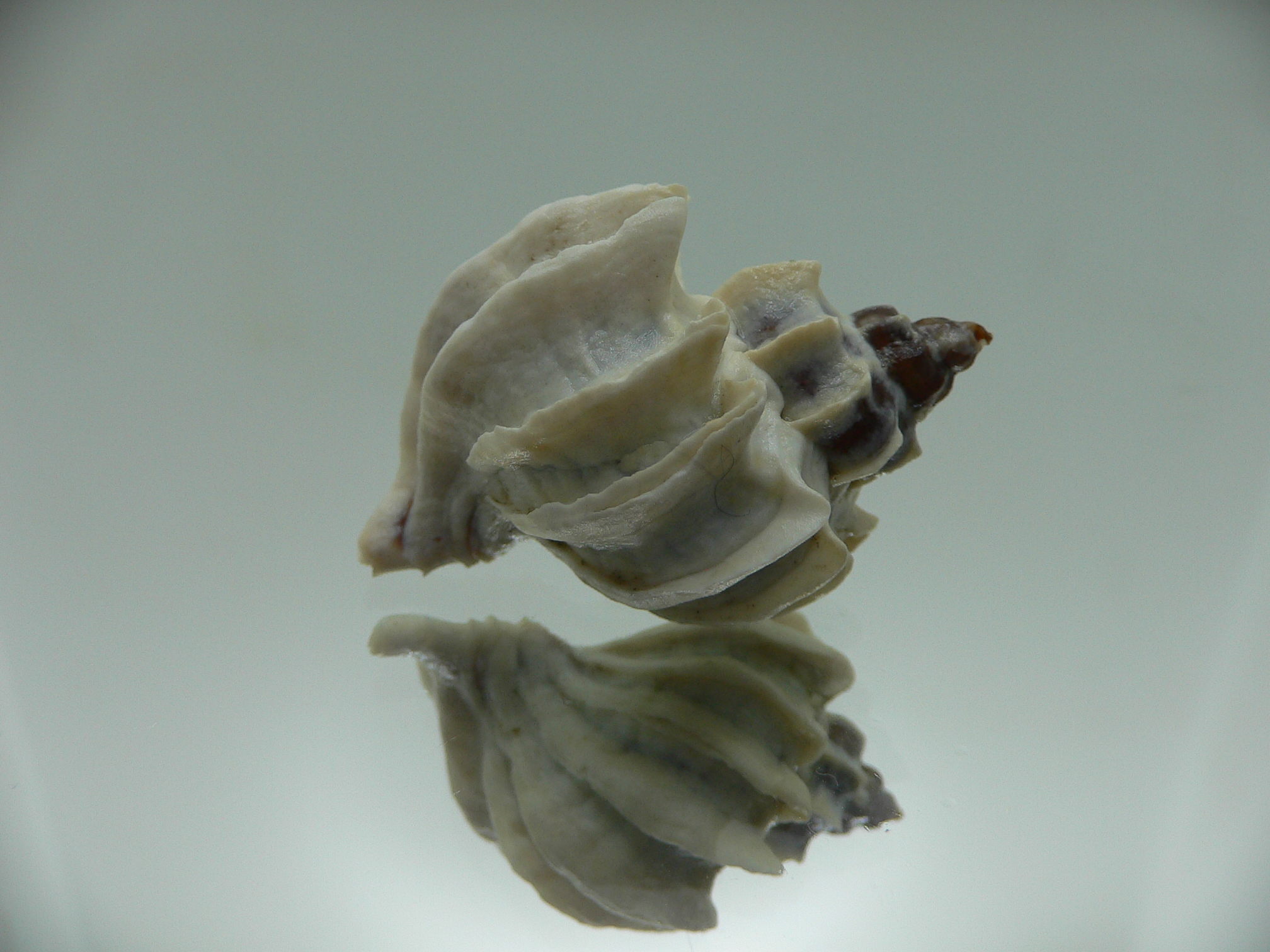 Trophon geversianus lamellosa (var.) BLADES