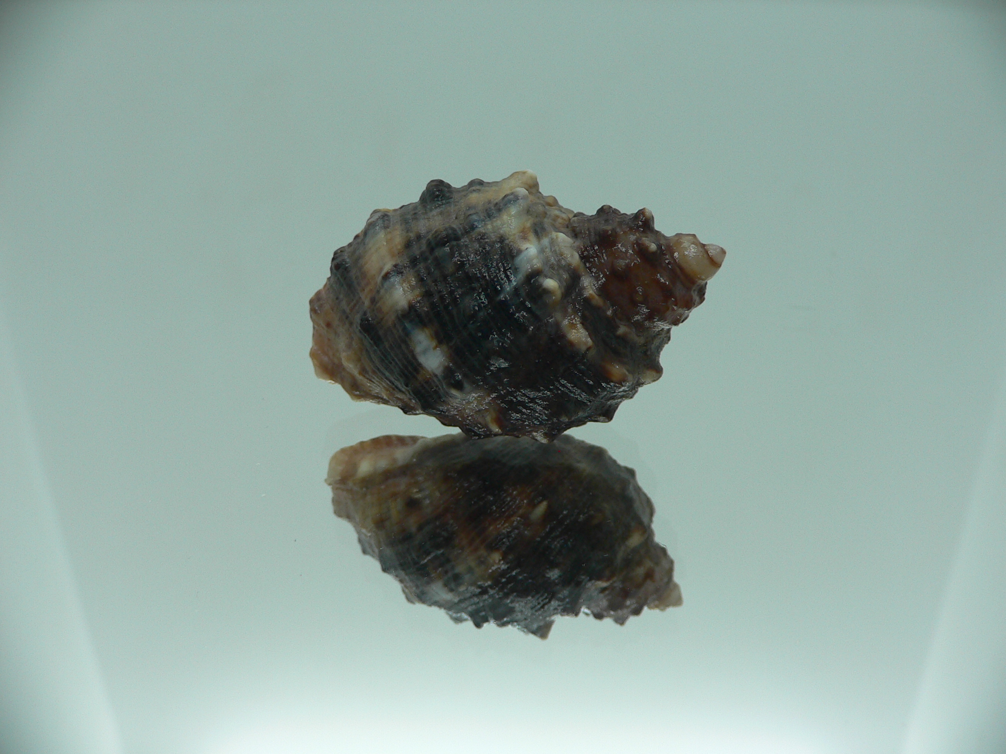 Plicopurpura patula patula