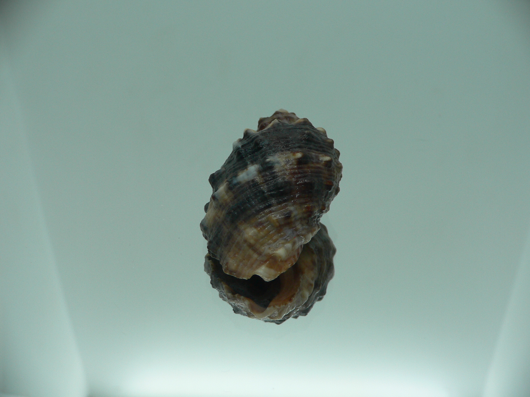Plicopurpura patula patula