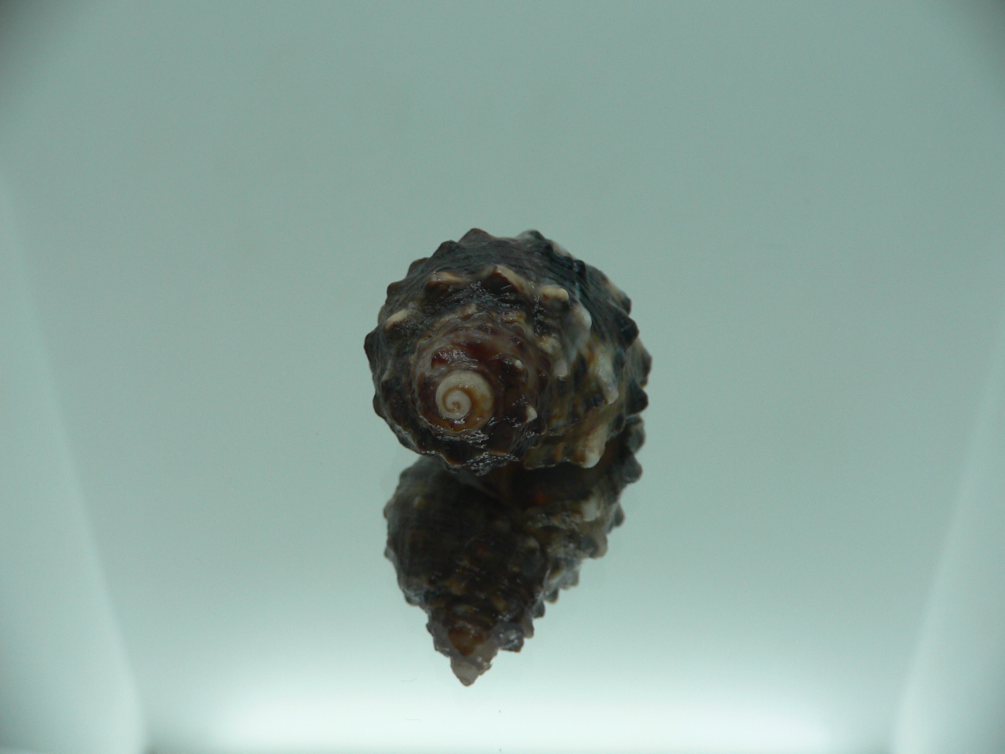 Plicopurpura patula patula