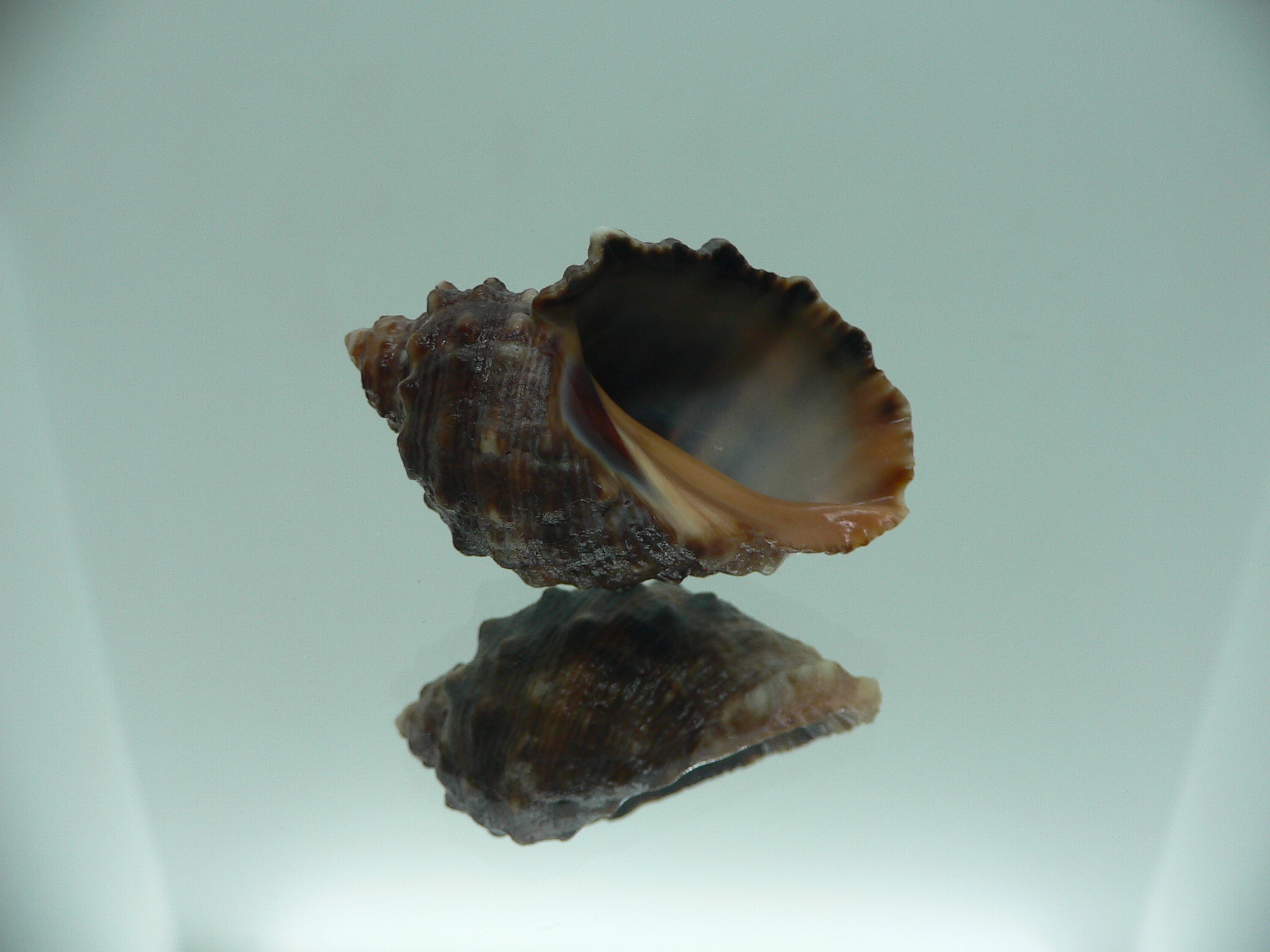 Plicopurpura patula patula