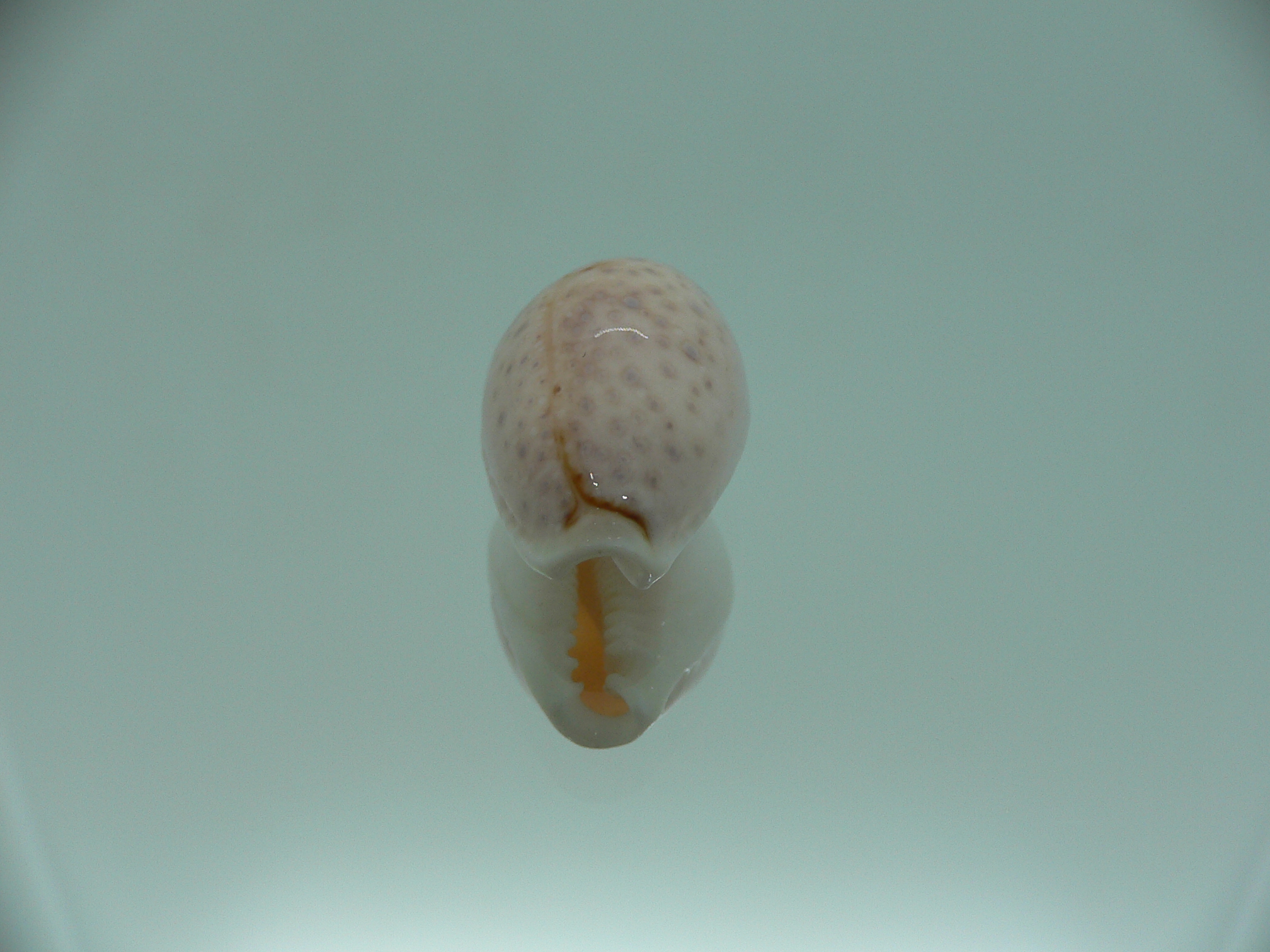 Cypraea boivinii IDEAL