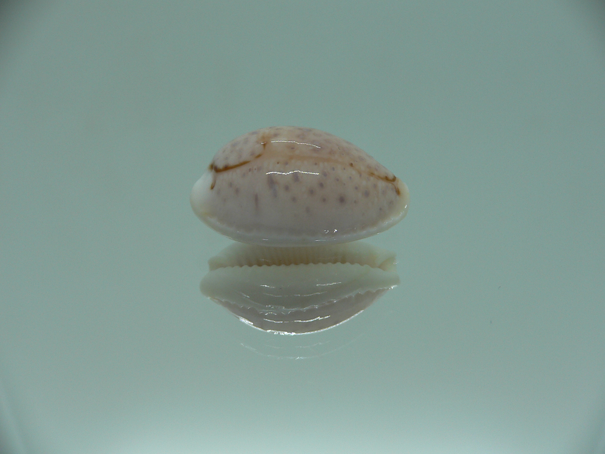 Cypraea boivinii IDEAL