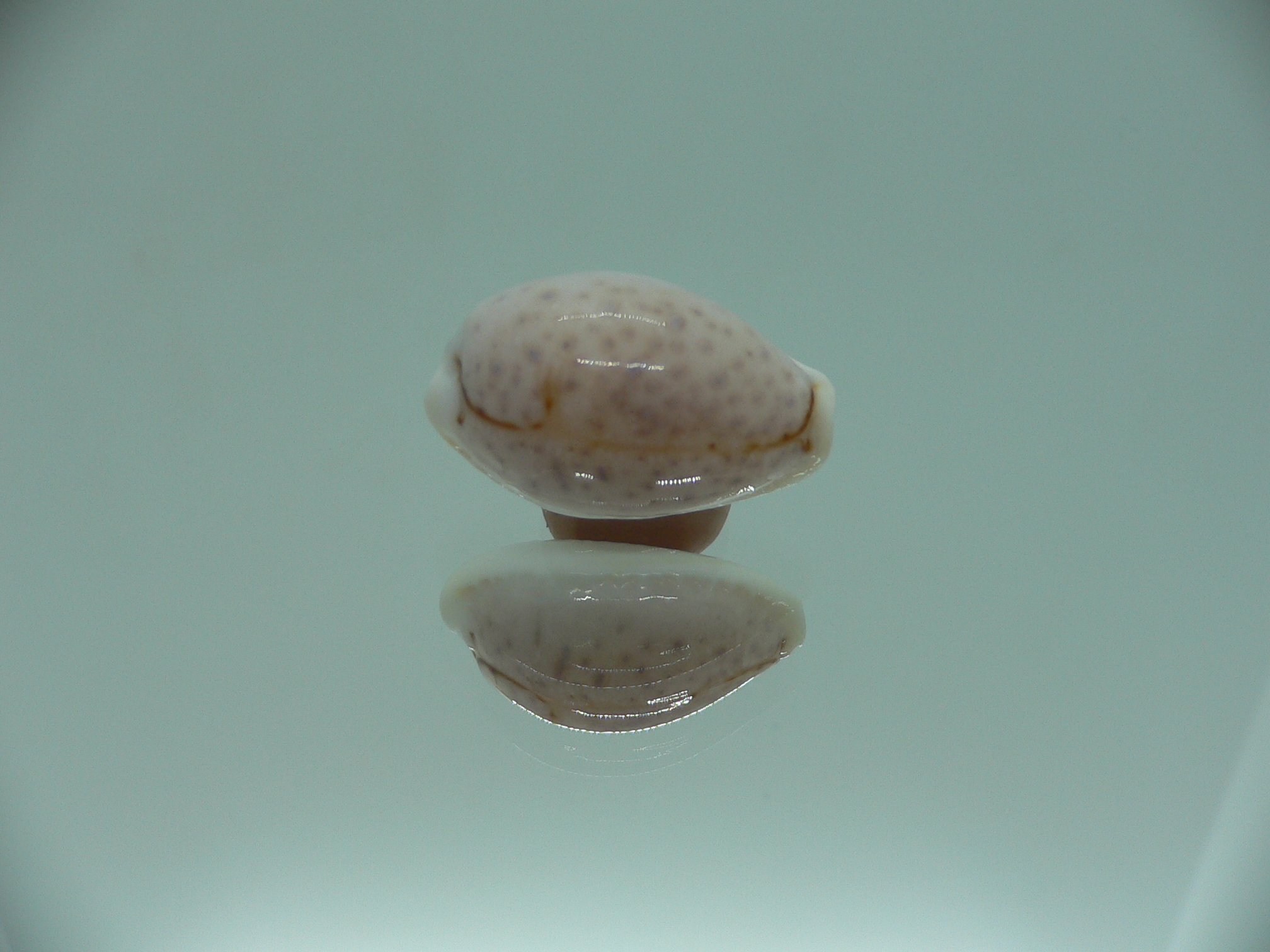Cypraea boivinii IDEAL