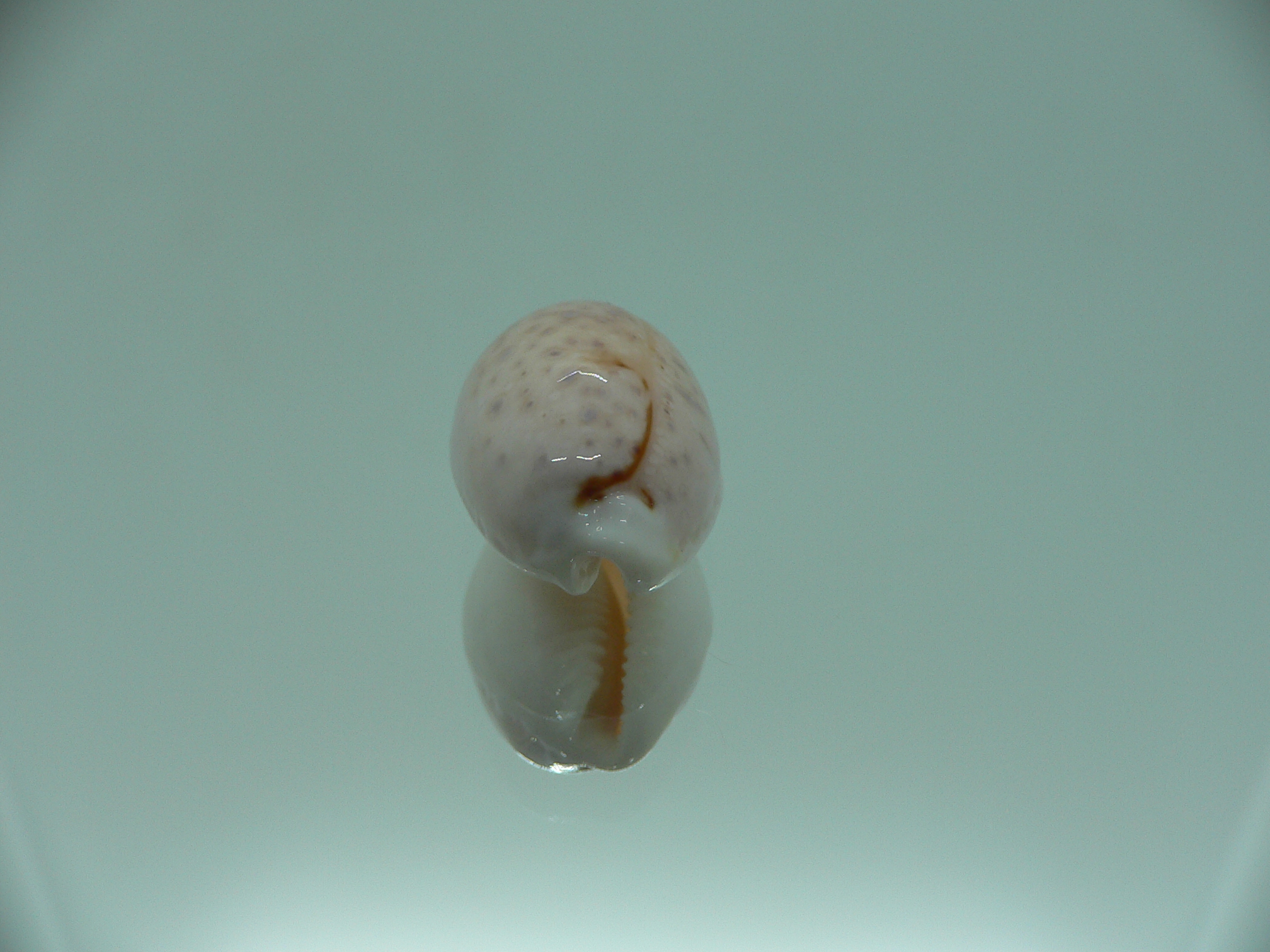 Cypraea boivinii IDEAL