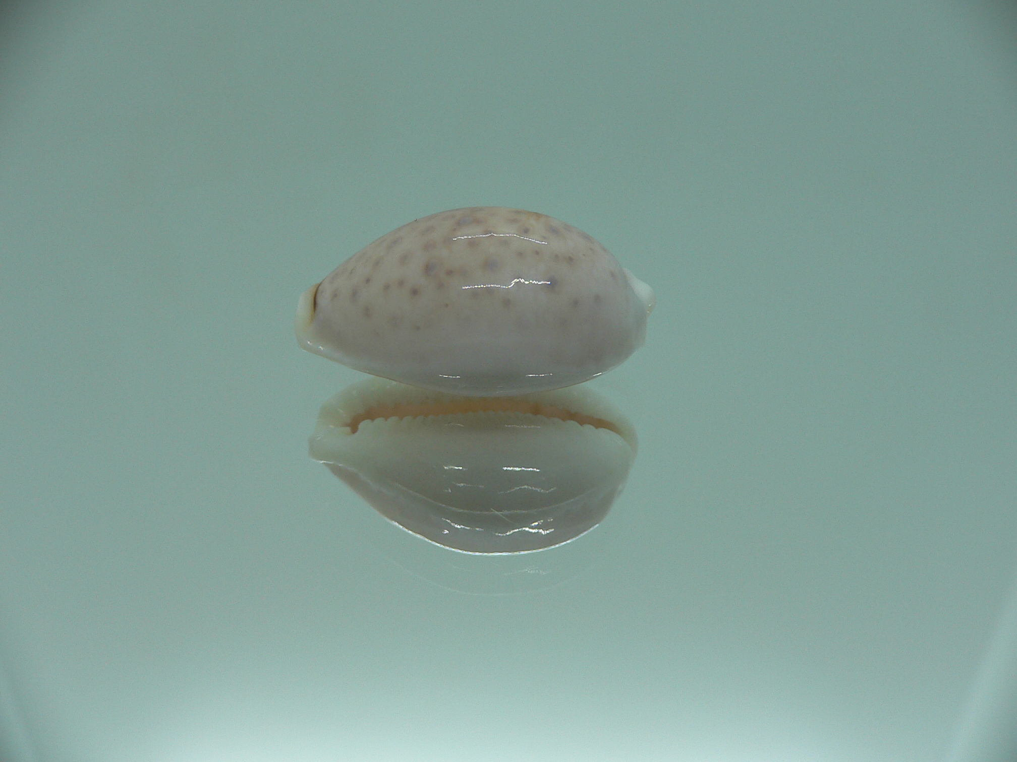 Cypraea boivinii IDEAL