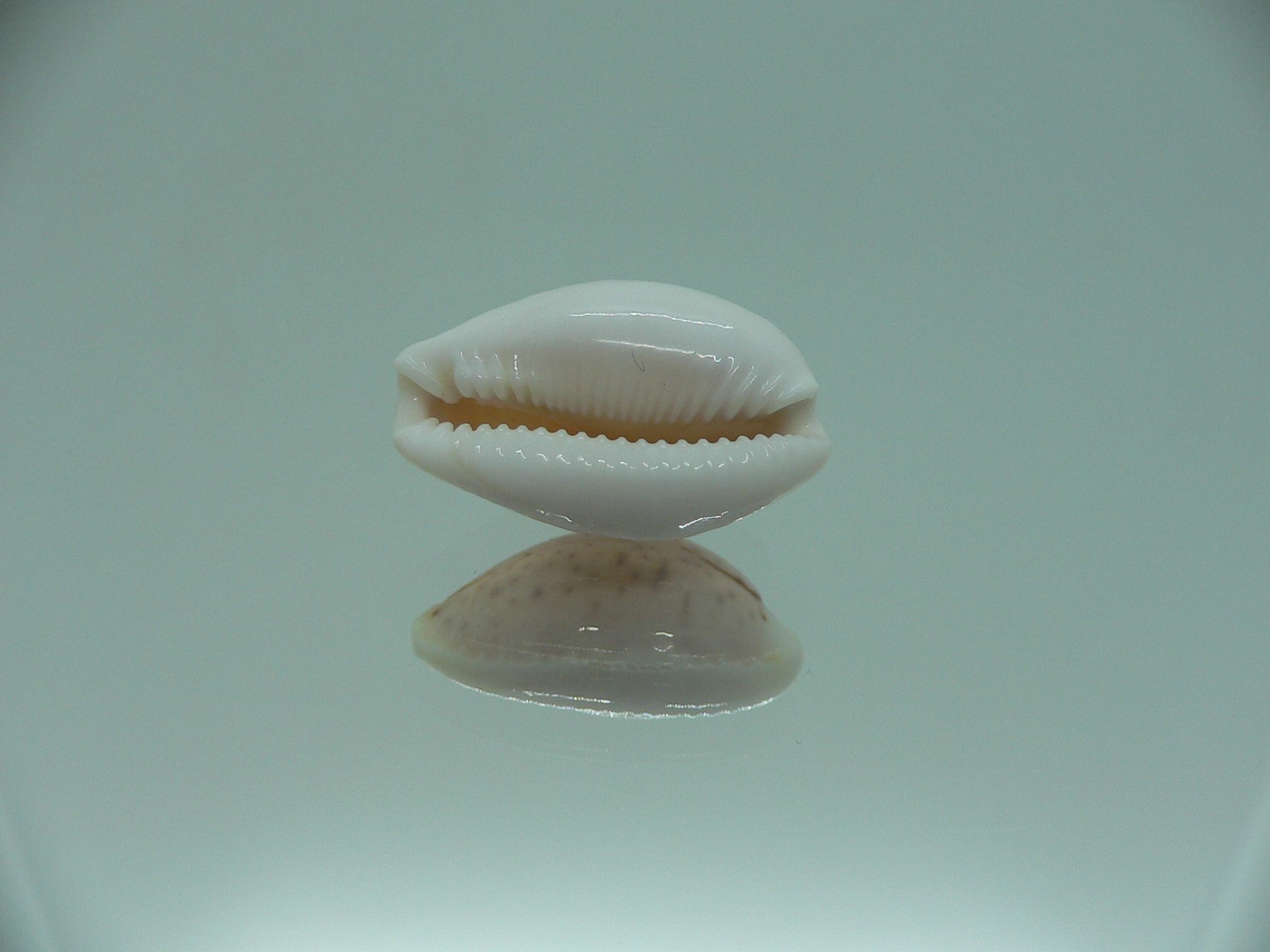 Cypraea boivinii IDEAL