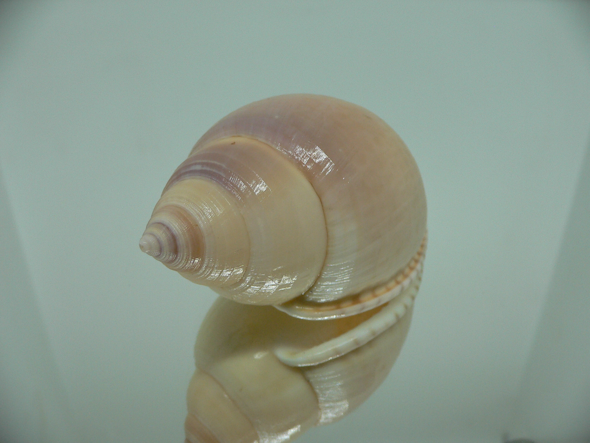 Semicassis bulla VERY BIG & BEAUTIFUL