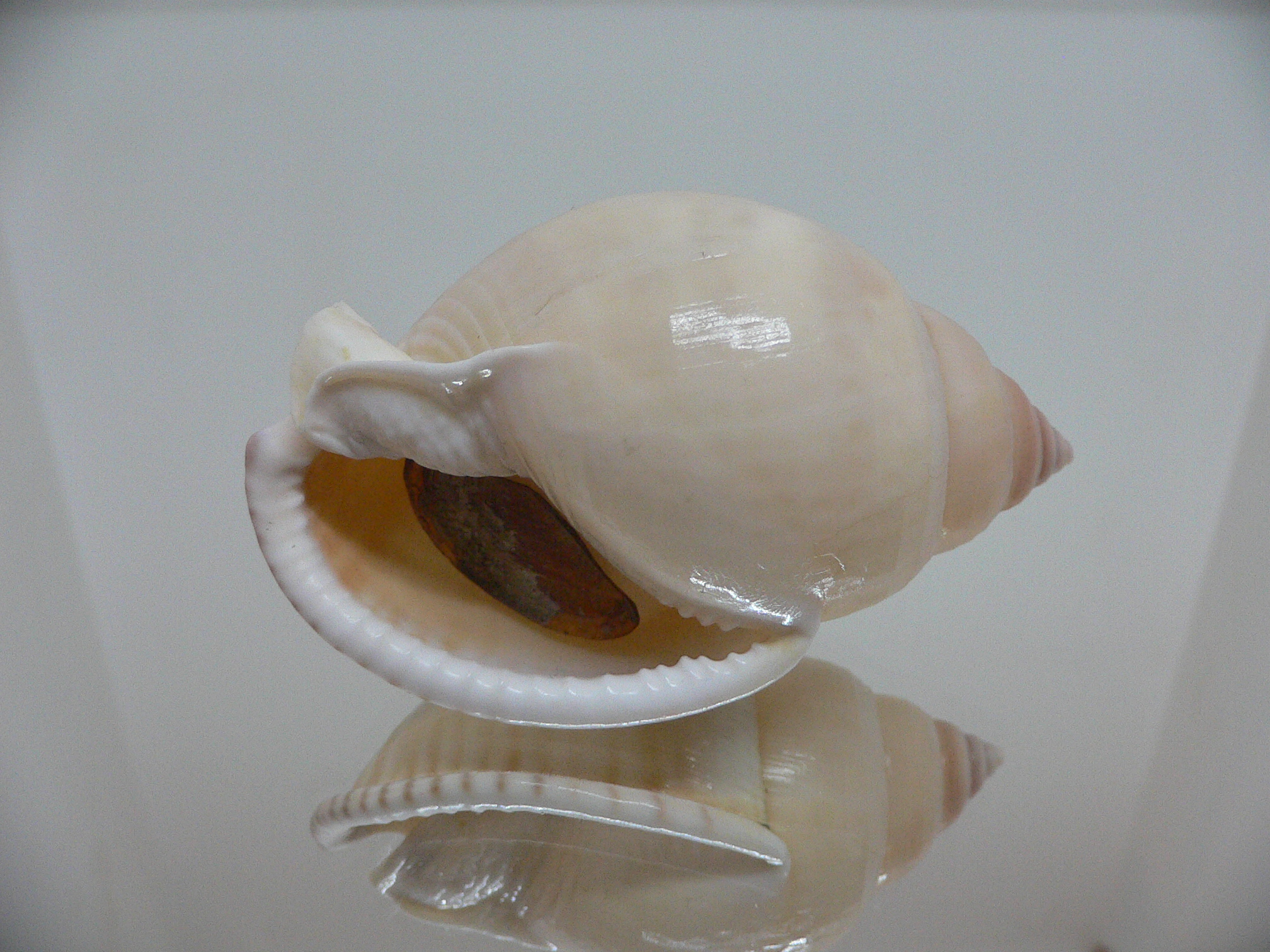 Semicassis bulla VERY BIG & BEAUTIFUL