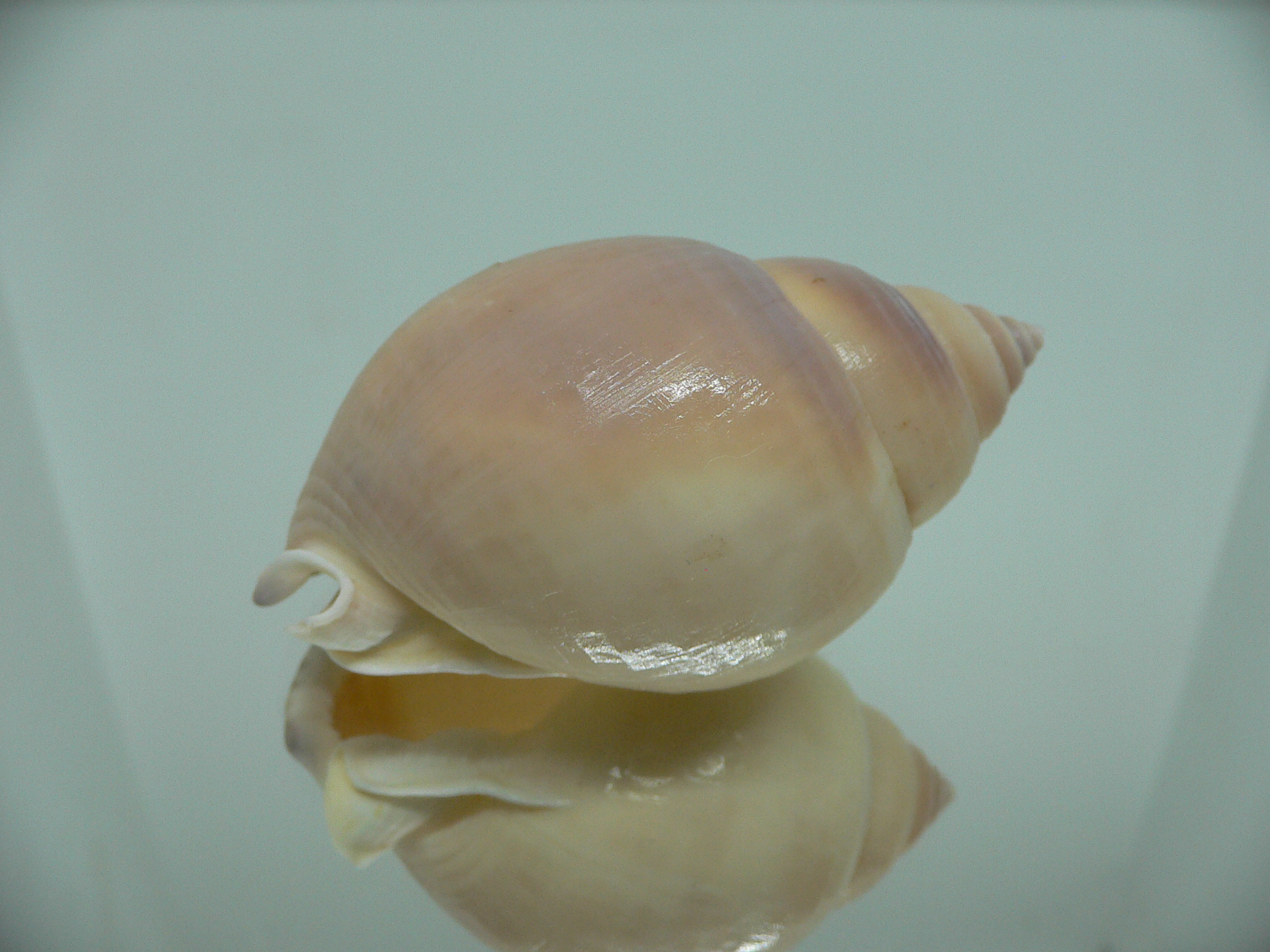 Semicassis bulla VERY BIG & BEAUTIFUL