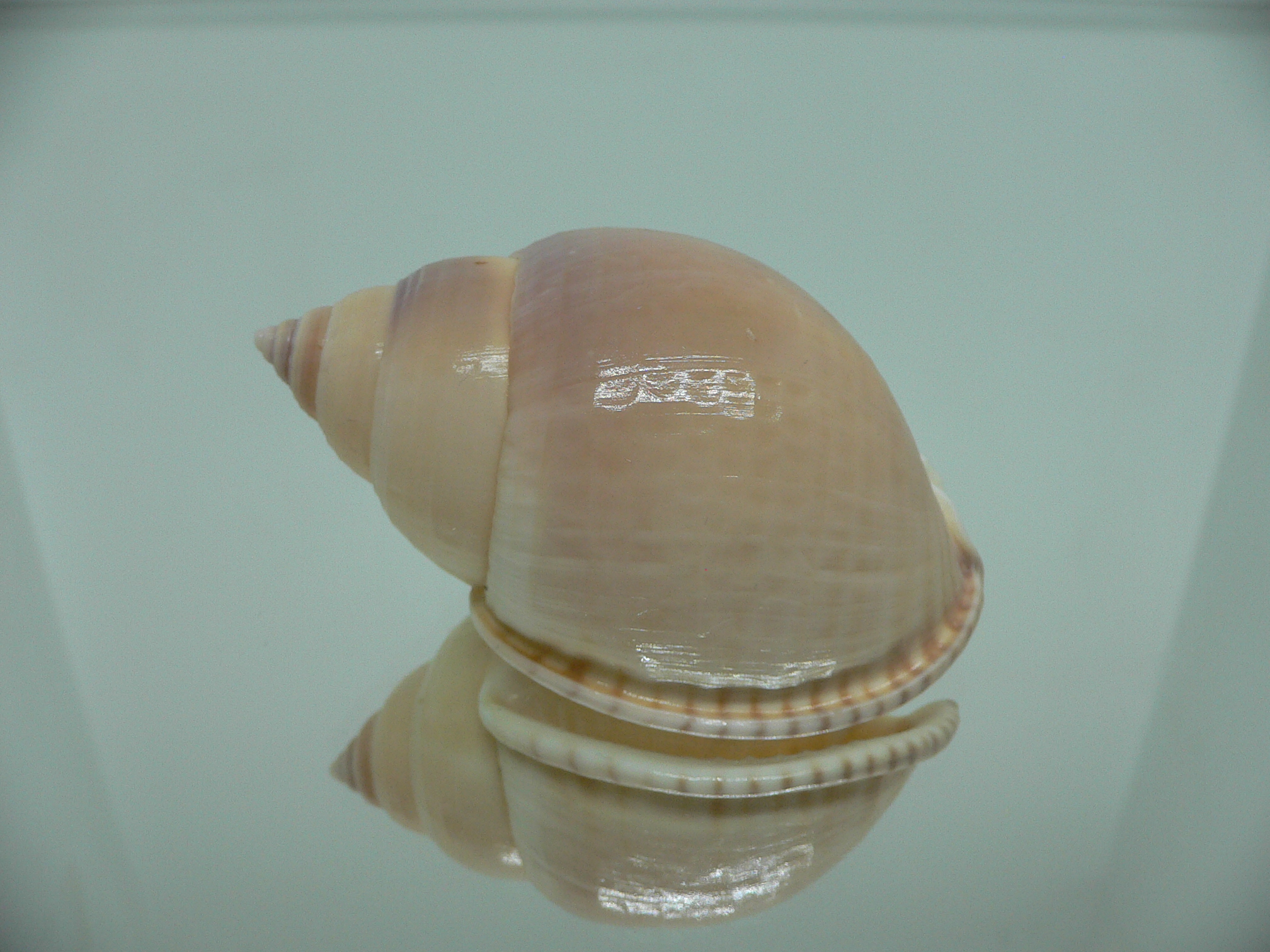 Semicassis bulla VERY BIG & BEAUTIFUL