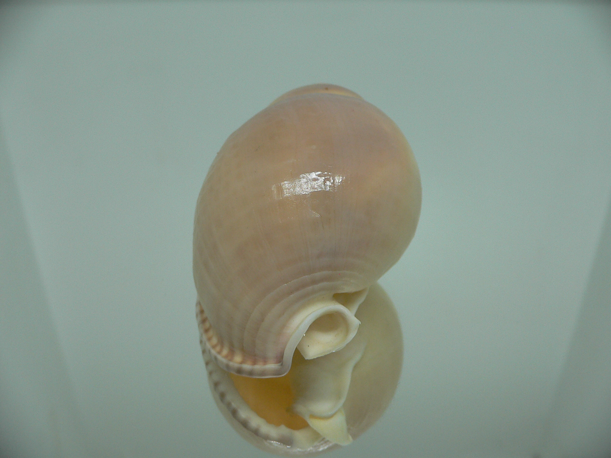 Semicassis bulla VERY BIG & BEAUTIFUL