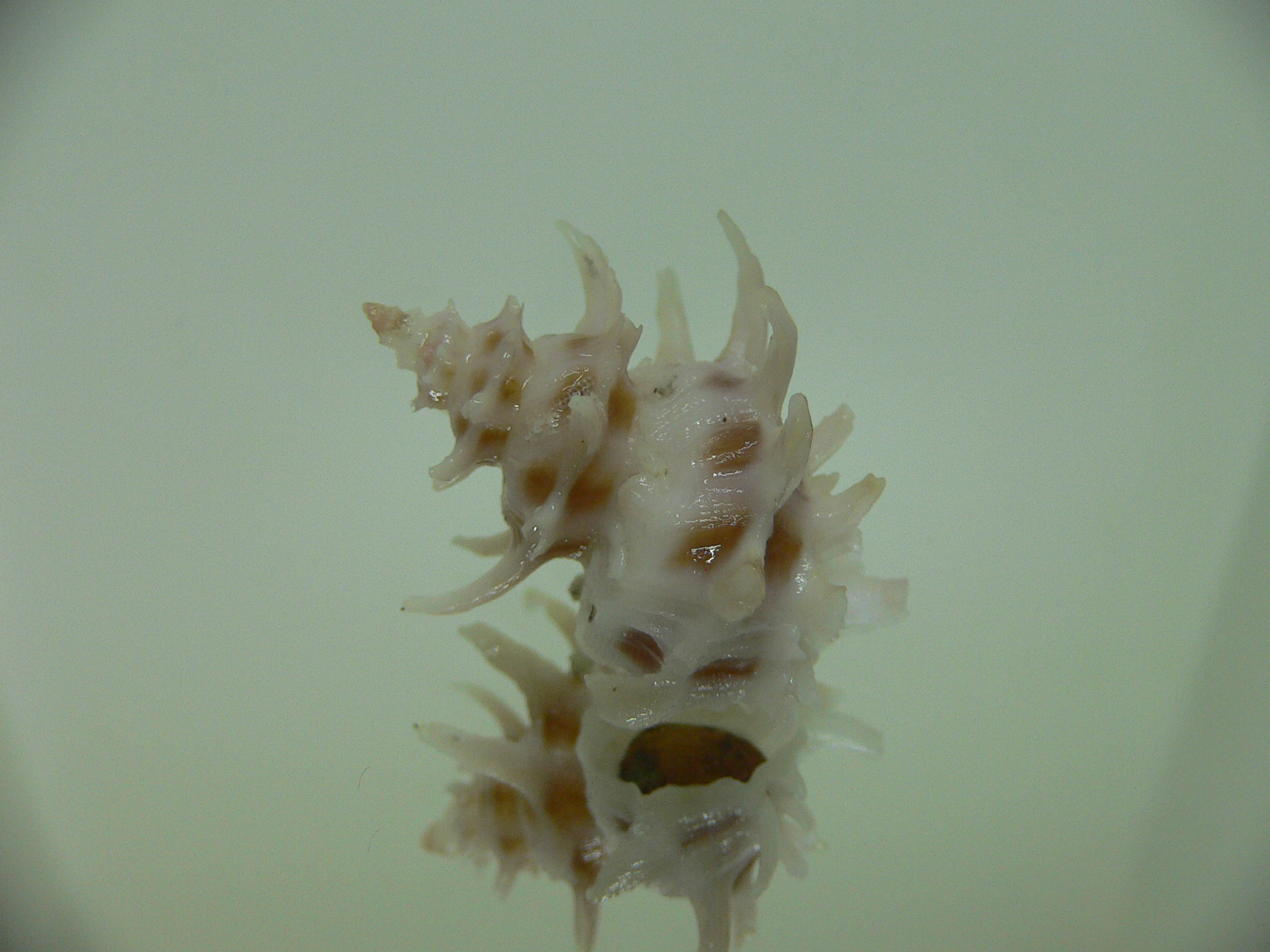 Babelomurex spinosus COLOR