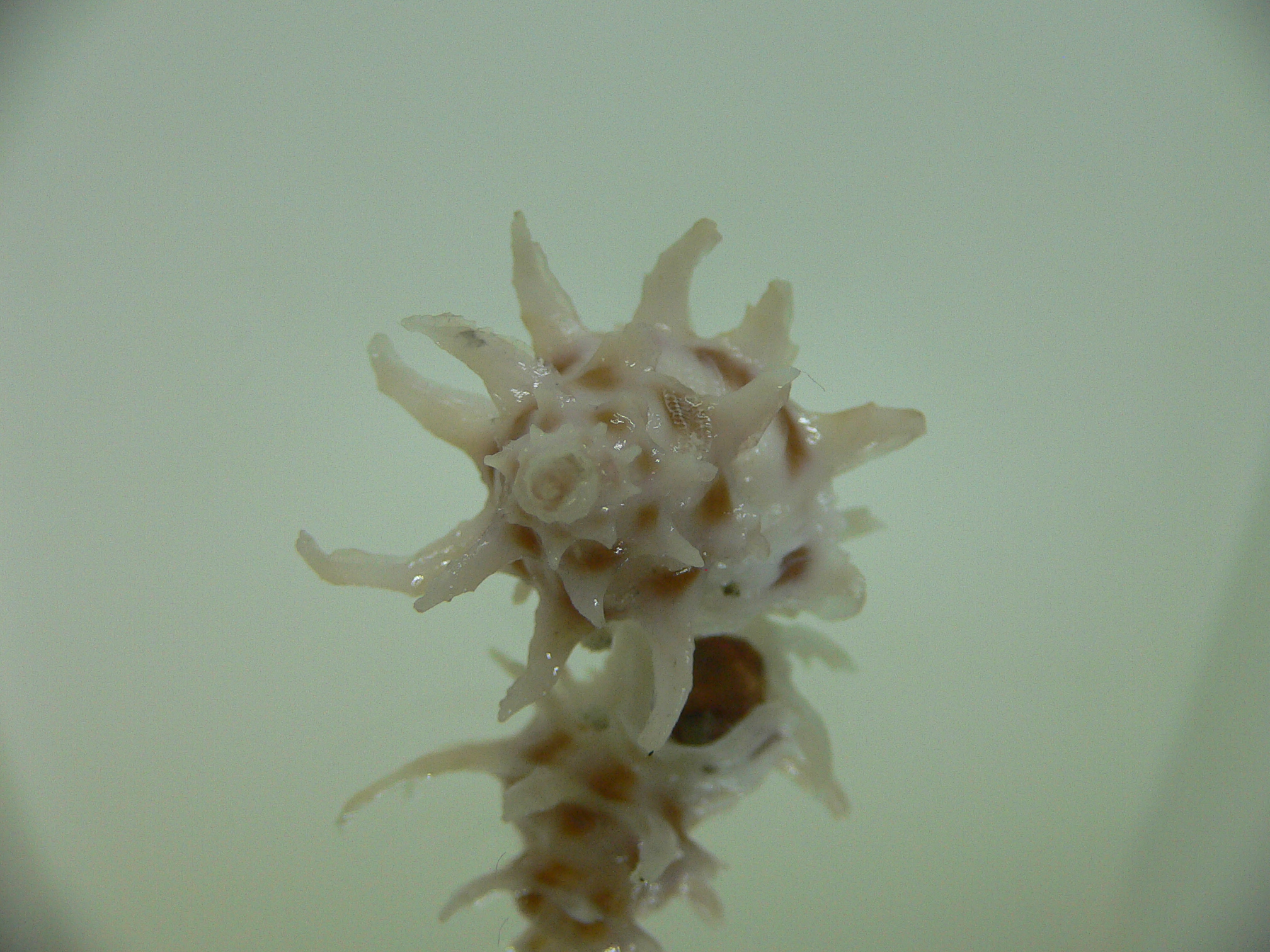 Babelomurex spinosus COLOR