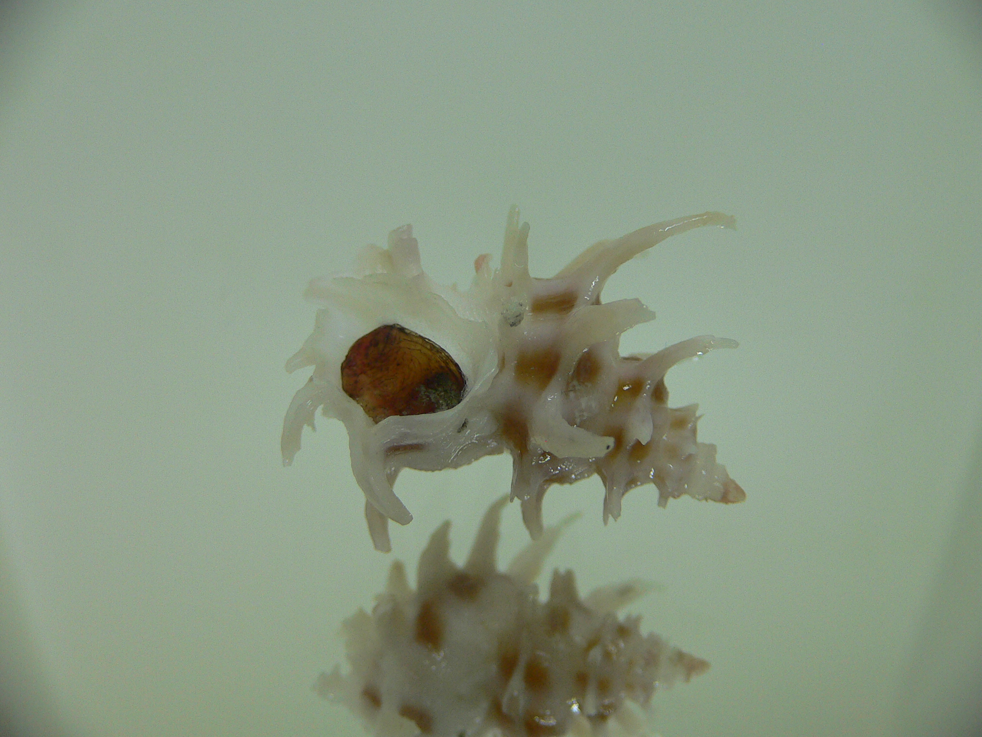 Babelomurex spinosus COLOR