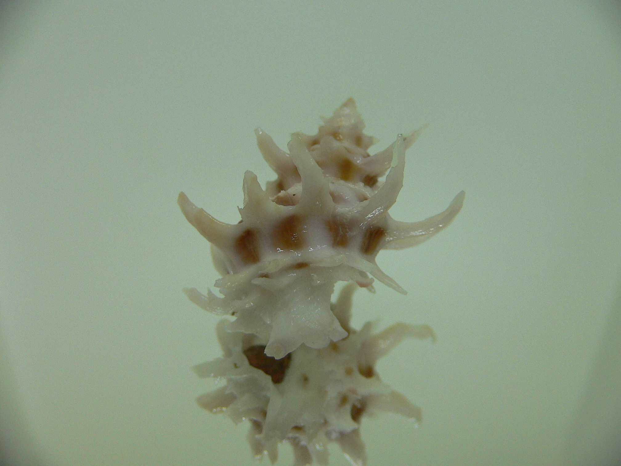 Babelomurex spinosus COLOR