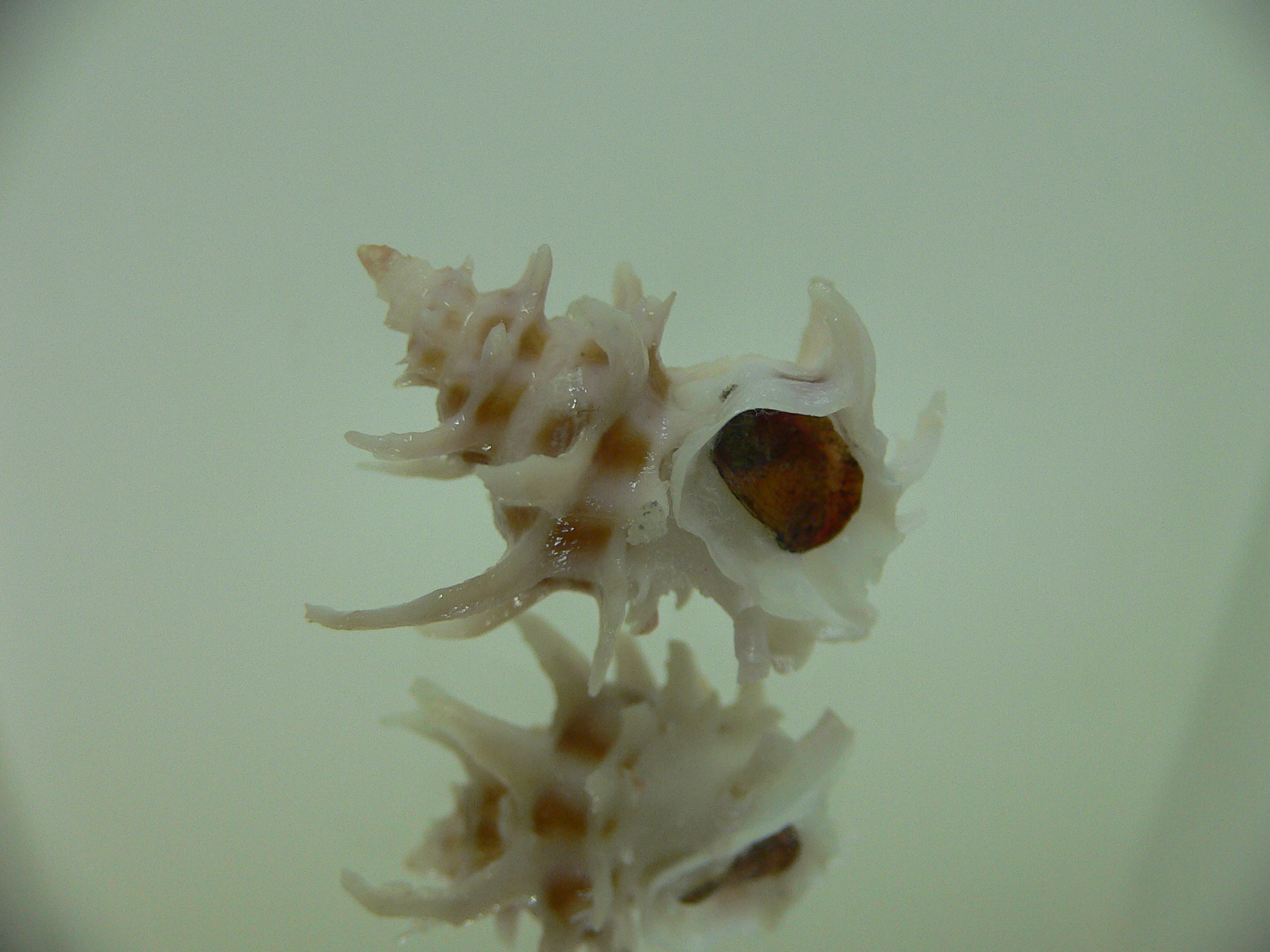 Babelomurex spinosus COLOR